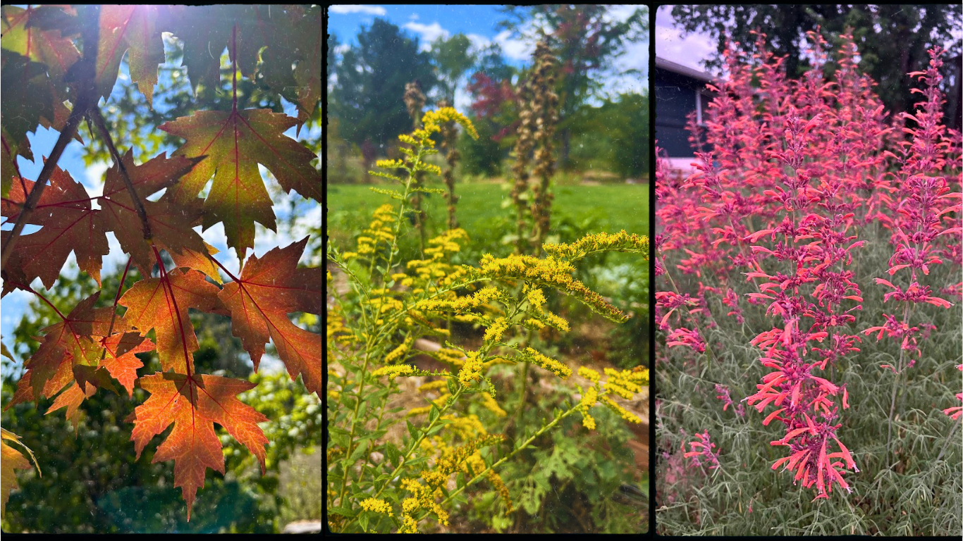 Fall Equinox Circle &amp; Meet the Plants