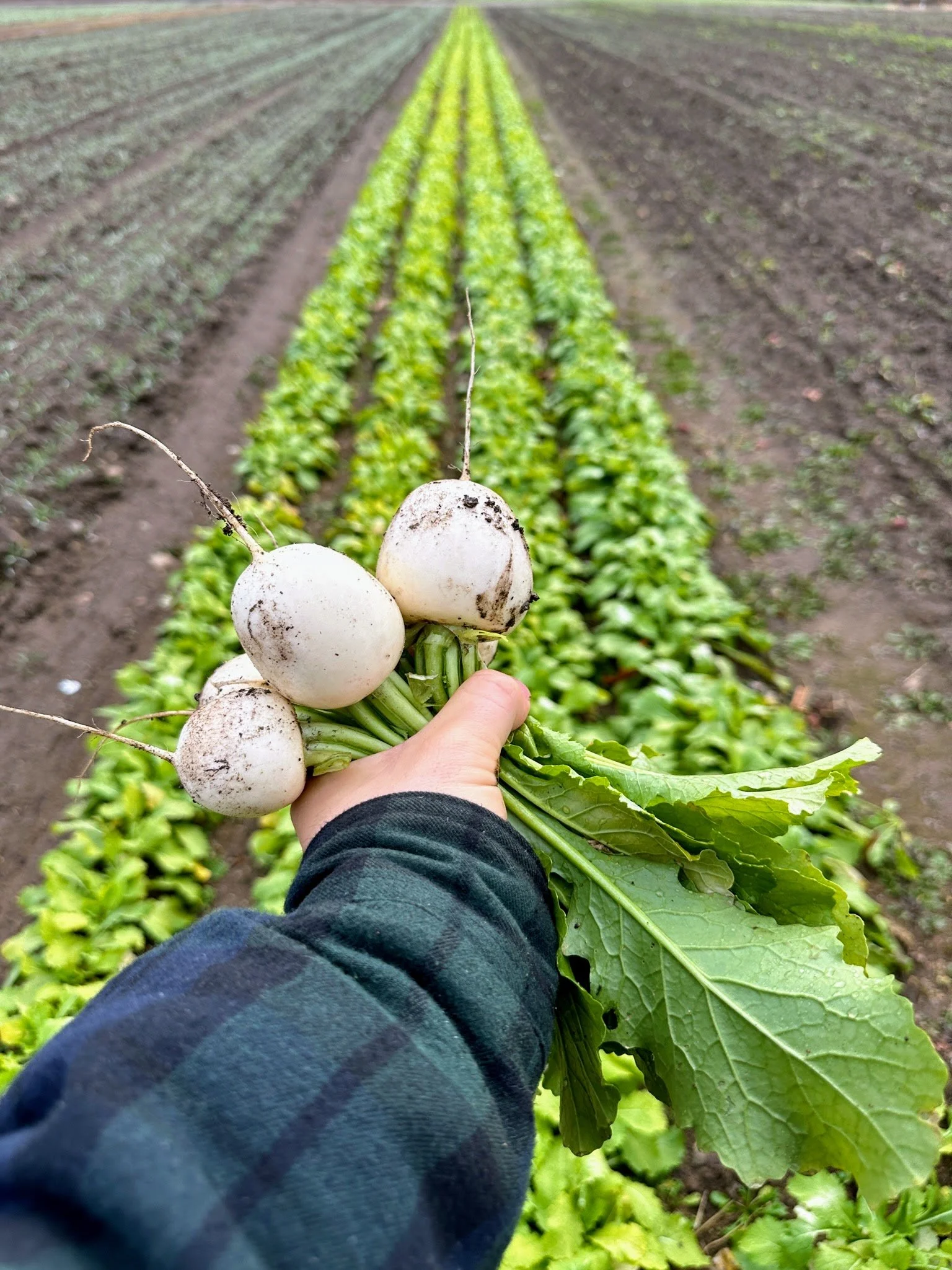 White turnips field.JPG