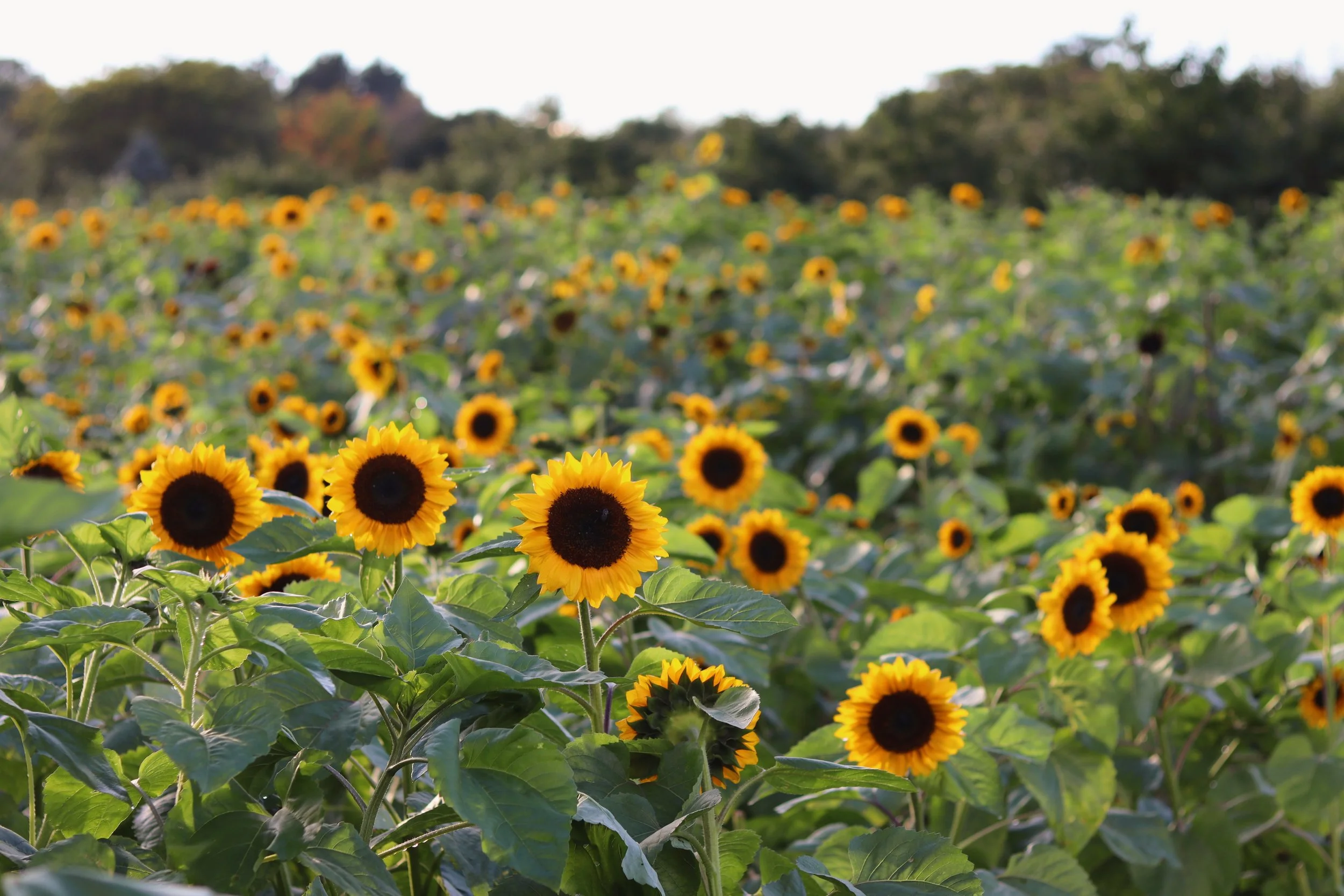 sunflower field.JPG