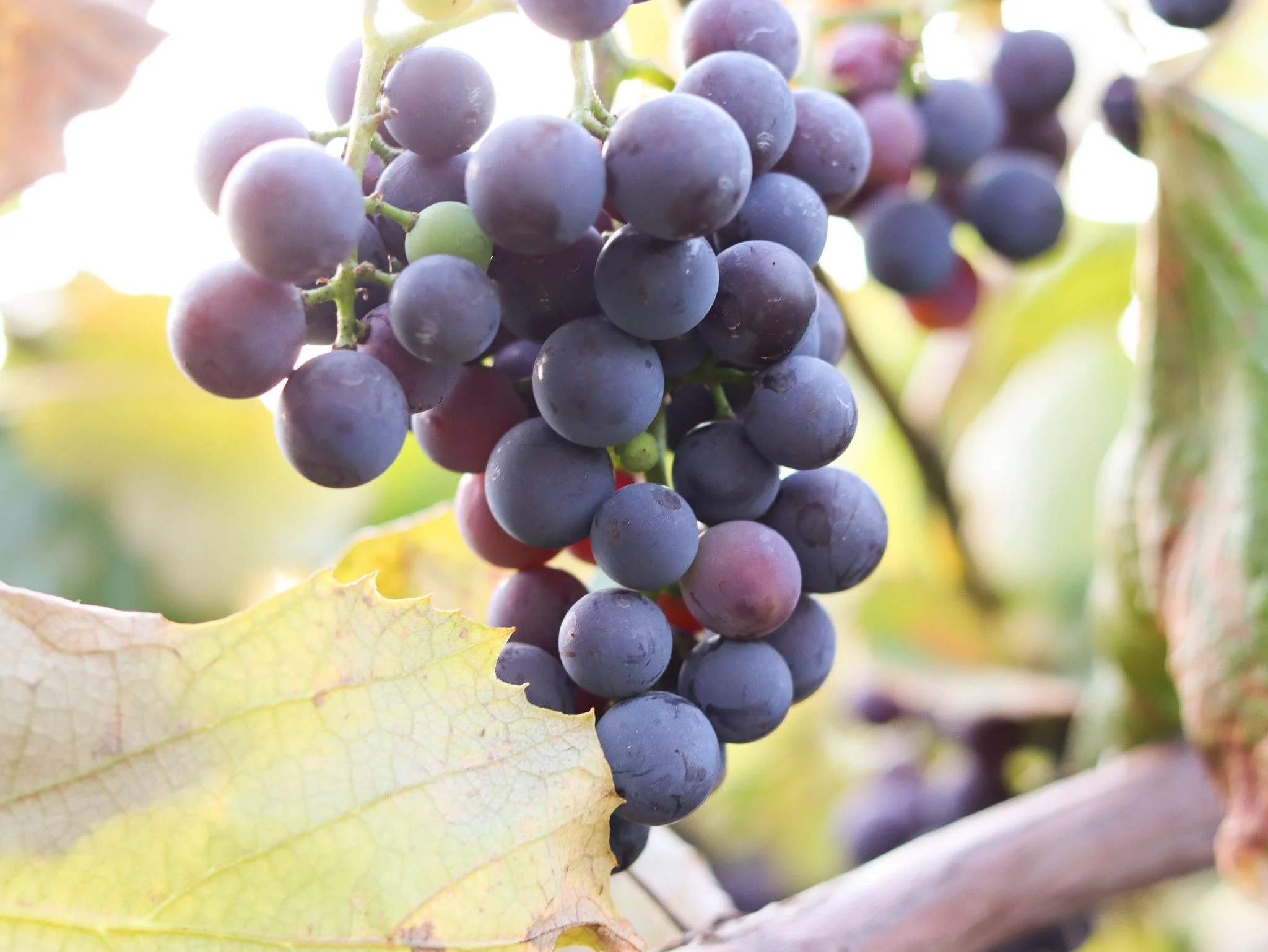 Concord Grapes on vine (2).jpg