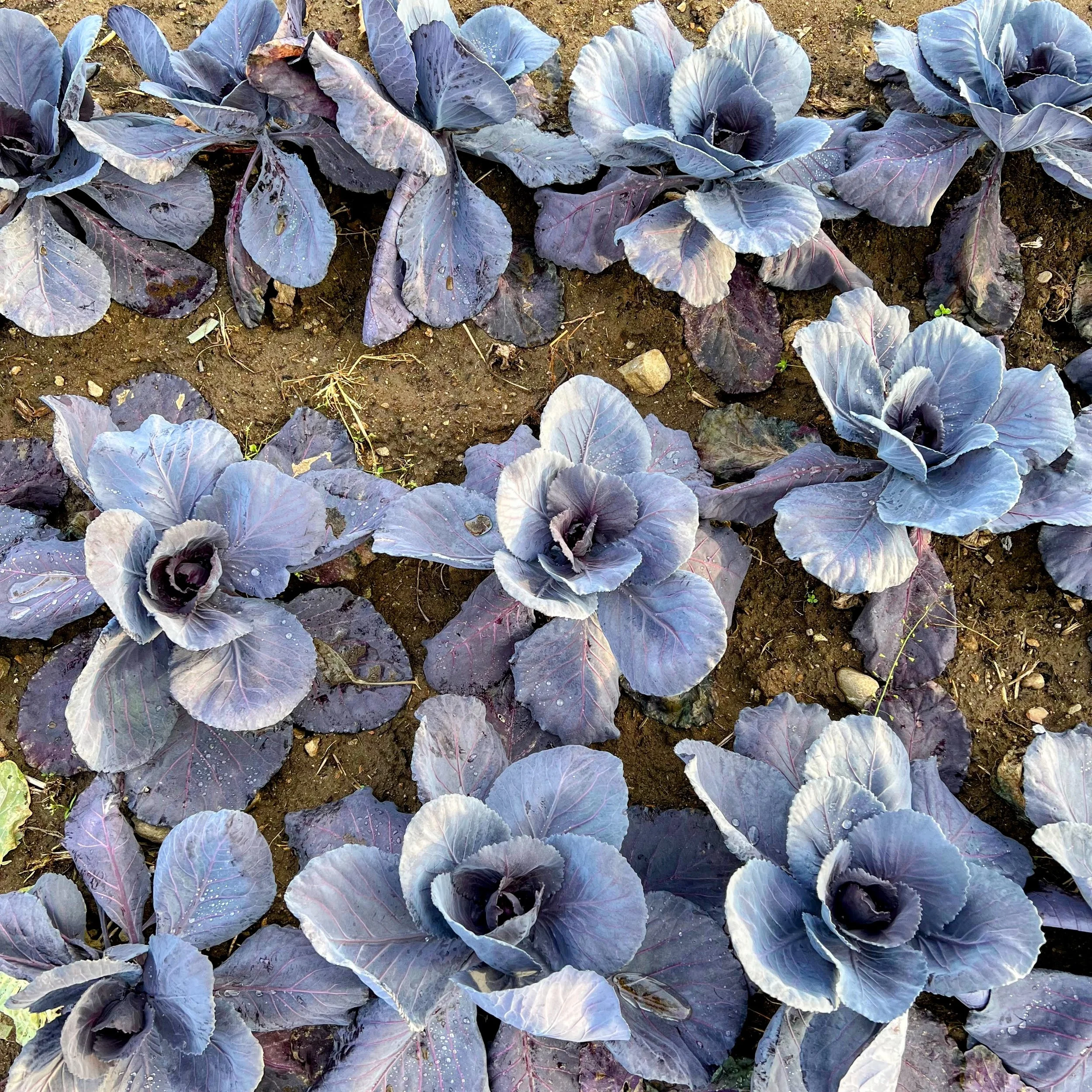 Red Cabbage field.jpg