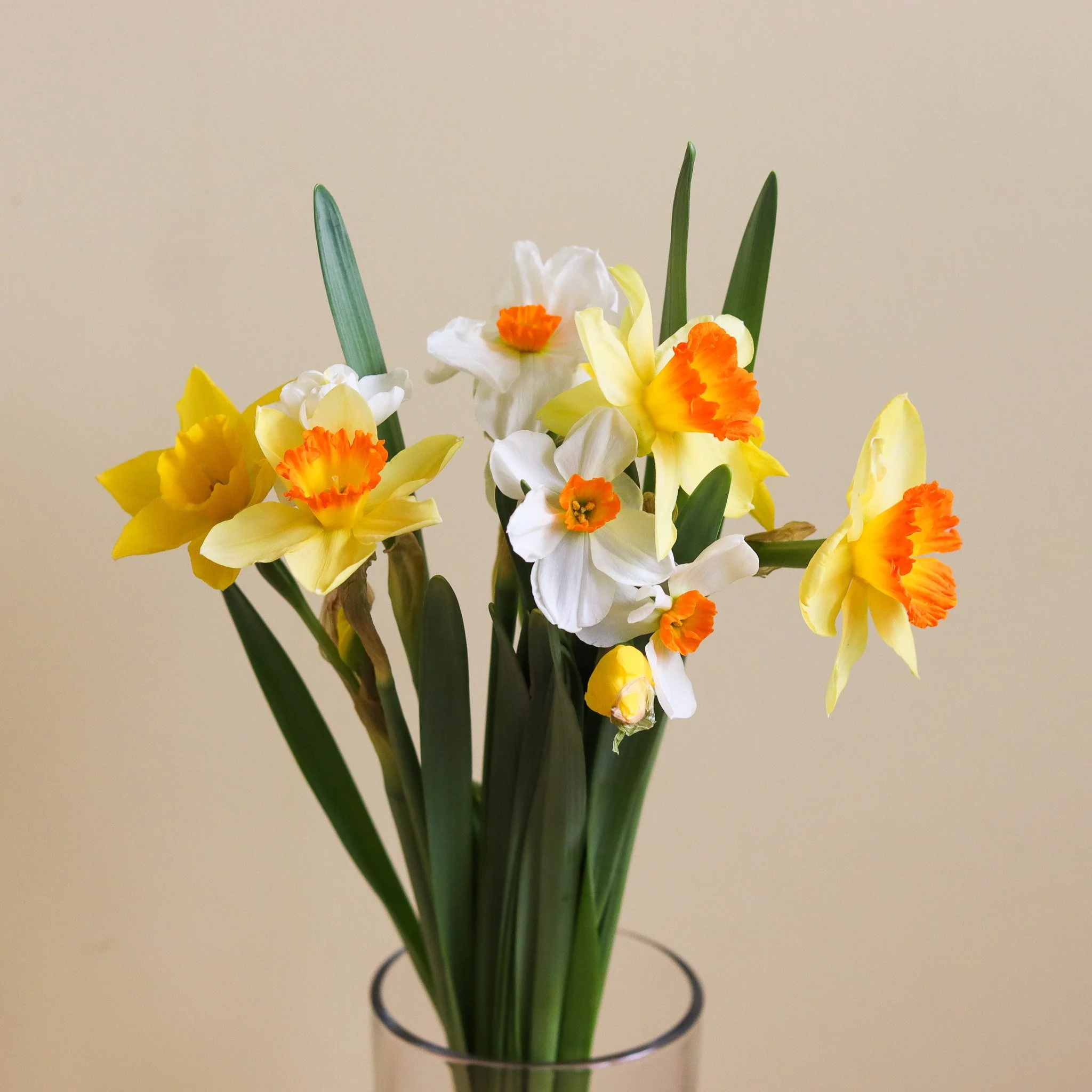WBF Greenhouse Daffodils.jpg
