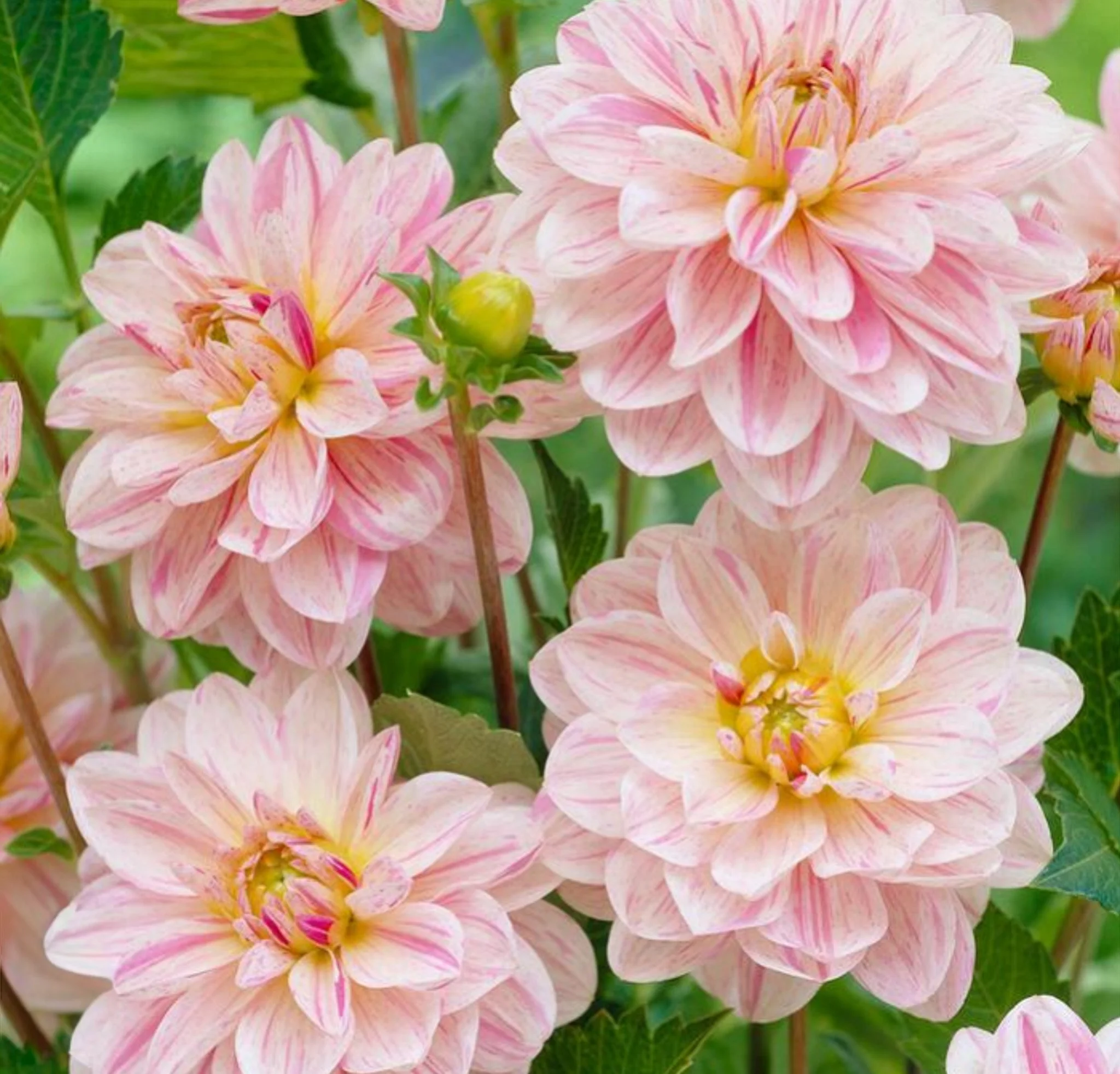 Screenshot 2026-04-02 144750.jpg