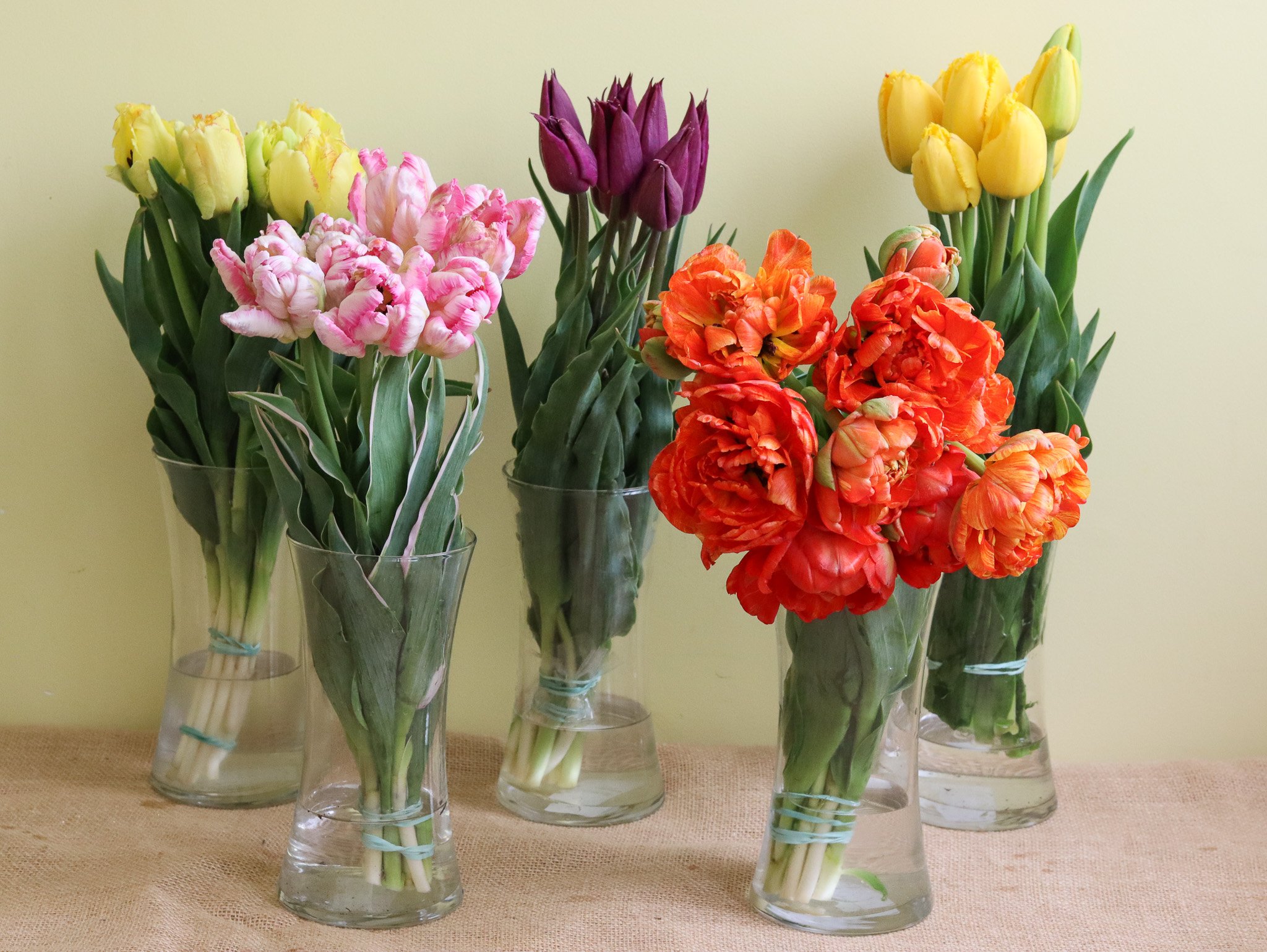 WBF Novelty Tulips.jpg