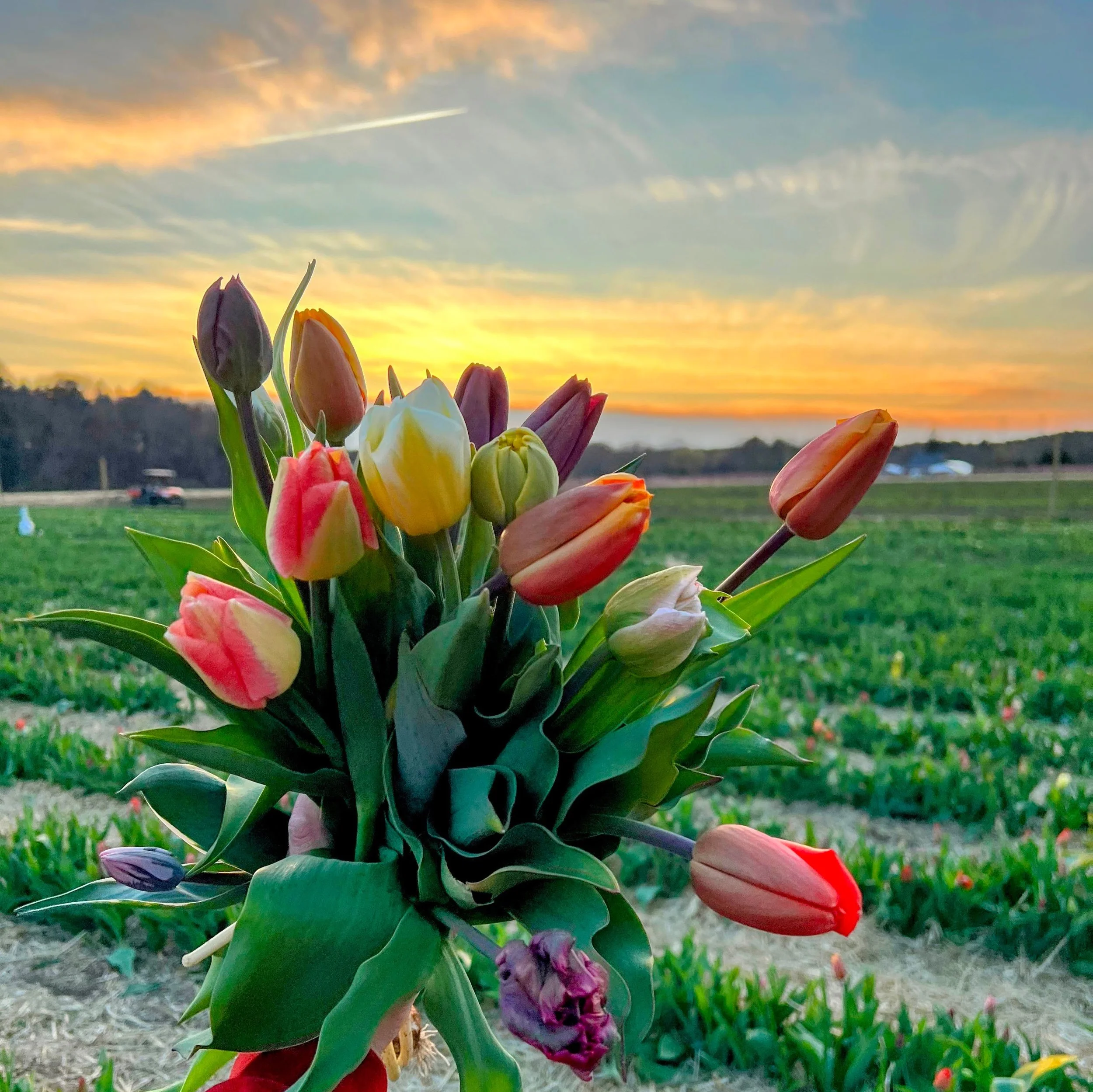 IMG_3467-EDIT (2).jpg