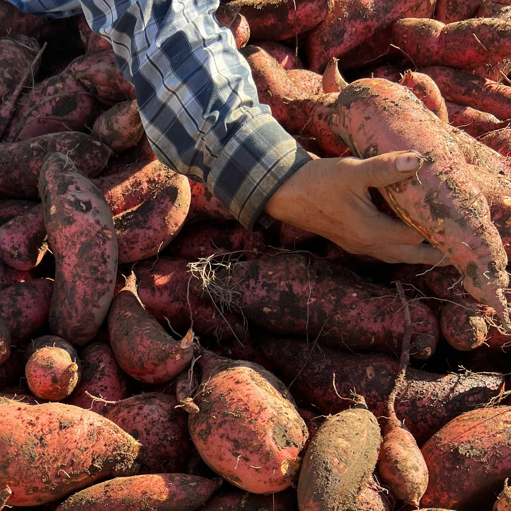 Sweet Potato Hand.jpg