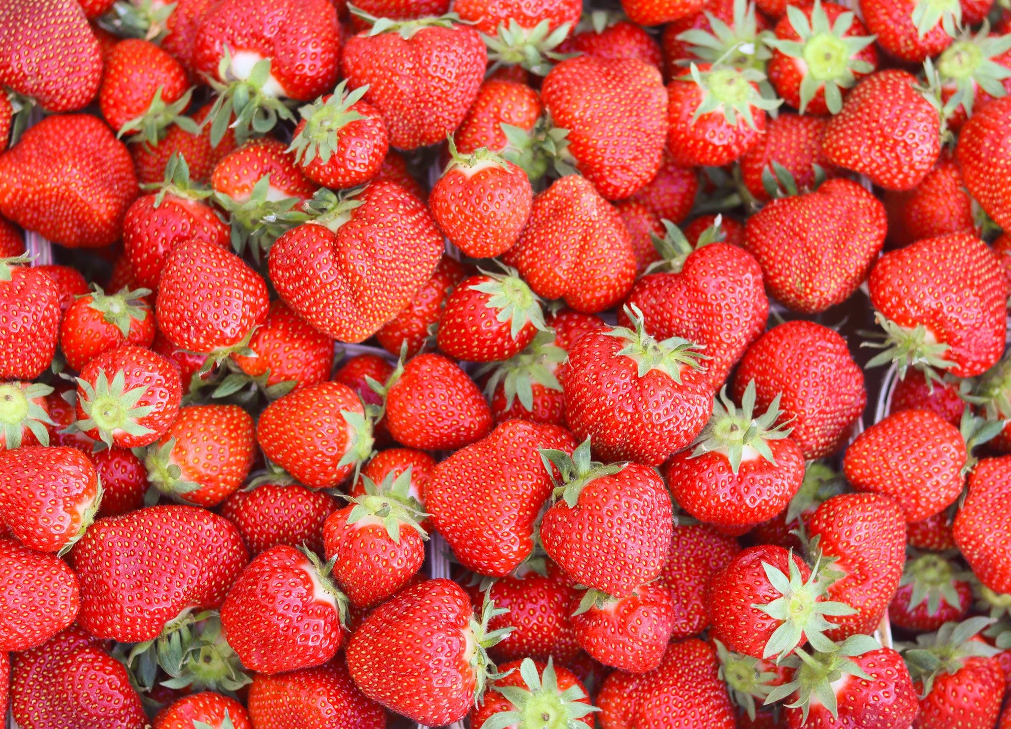 WBF Strawberries 3.jpg