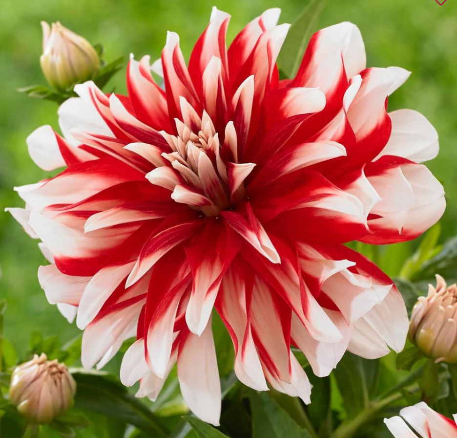 Screenshot 2026-04-02 152232.png