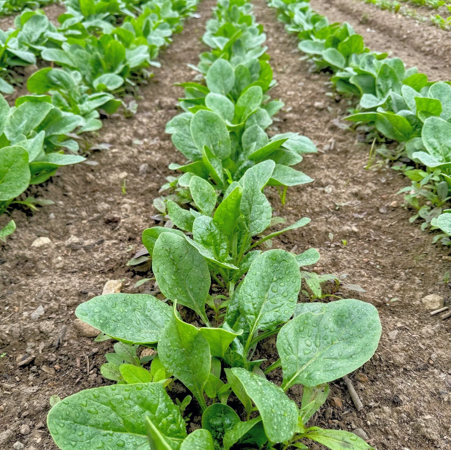 WBF Spinach Field.jpg