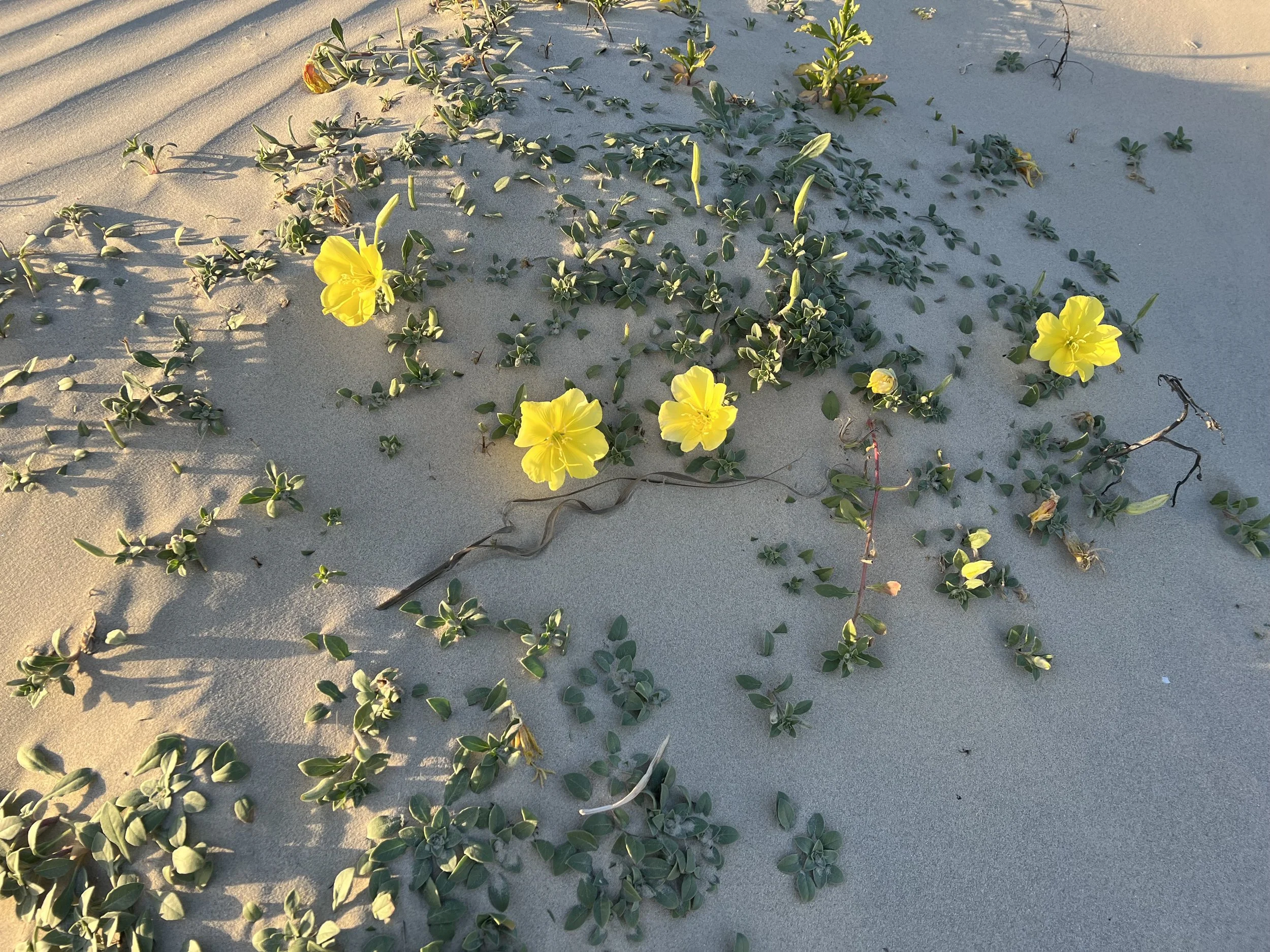 Individual Therapy for adults to target grief, emotional support, relationship building.