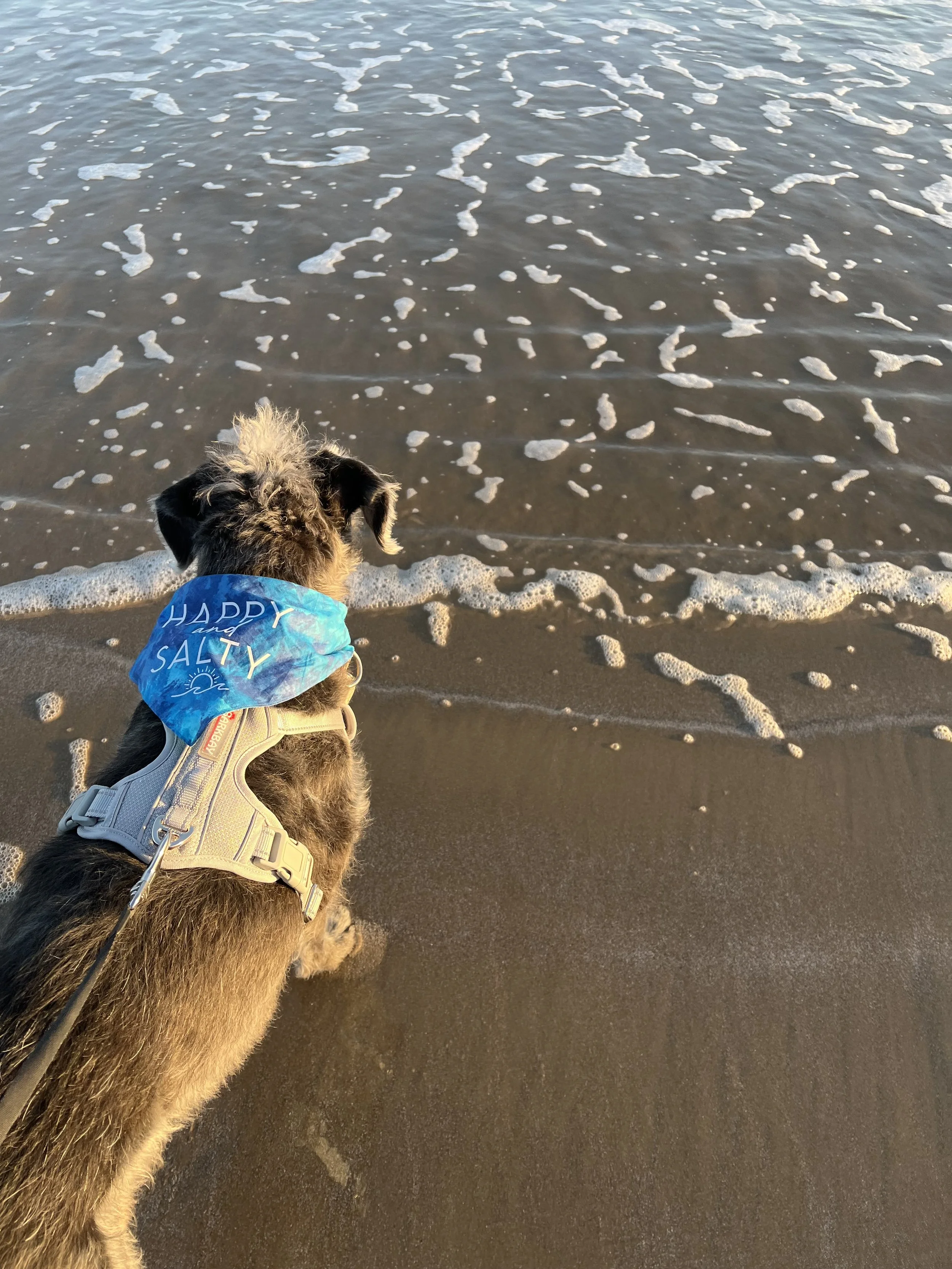 A dog with a blue bandana sitting on a sandy beach, facing the ocean with waves coming in.