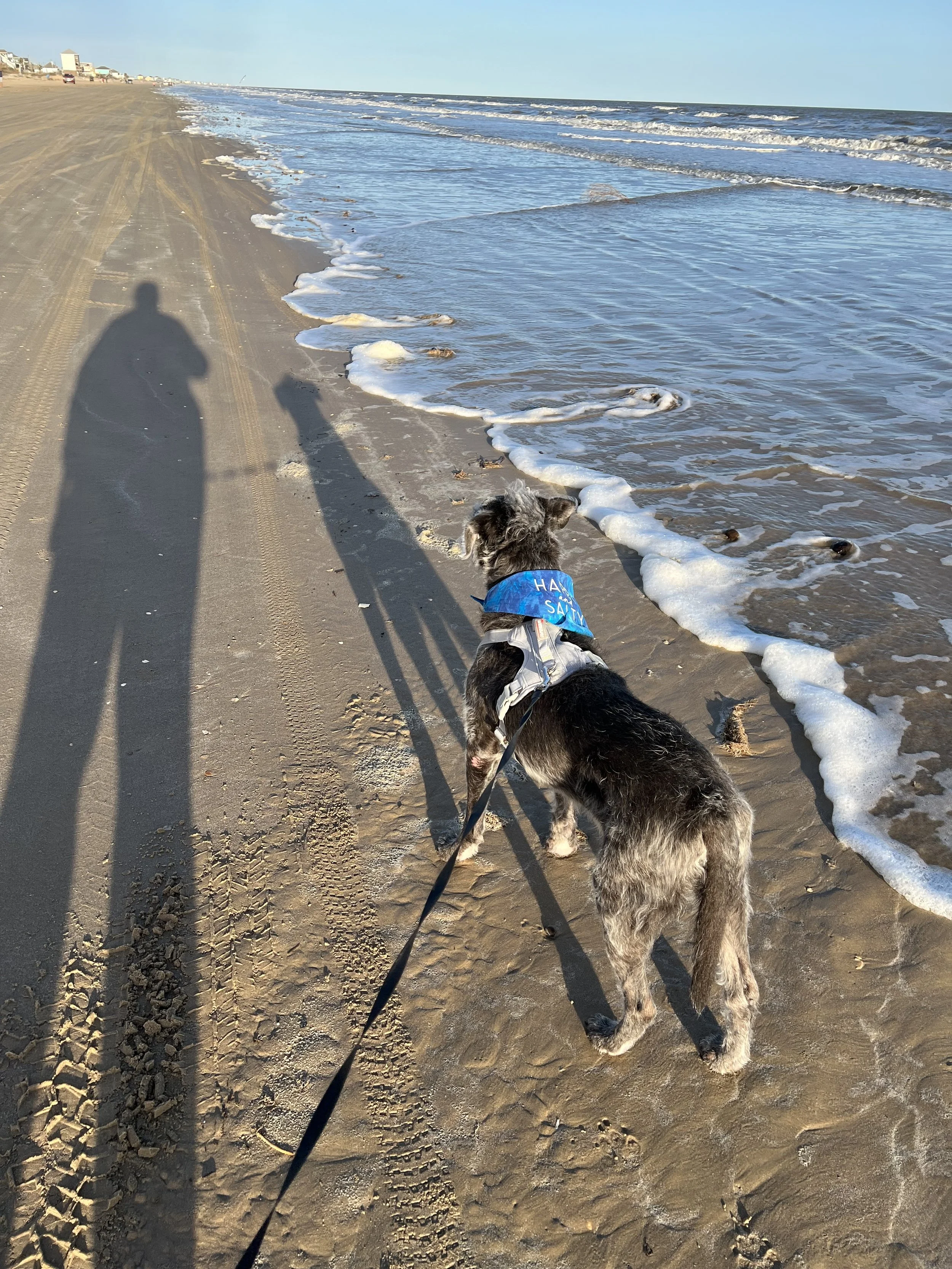 Human-animal bonds, pet loss, grief, anticipatory grief, caregiving for senior pets.