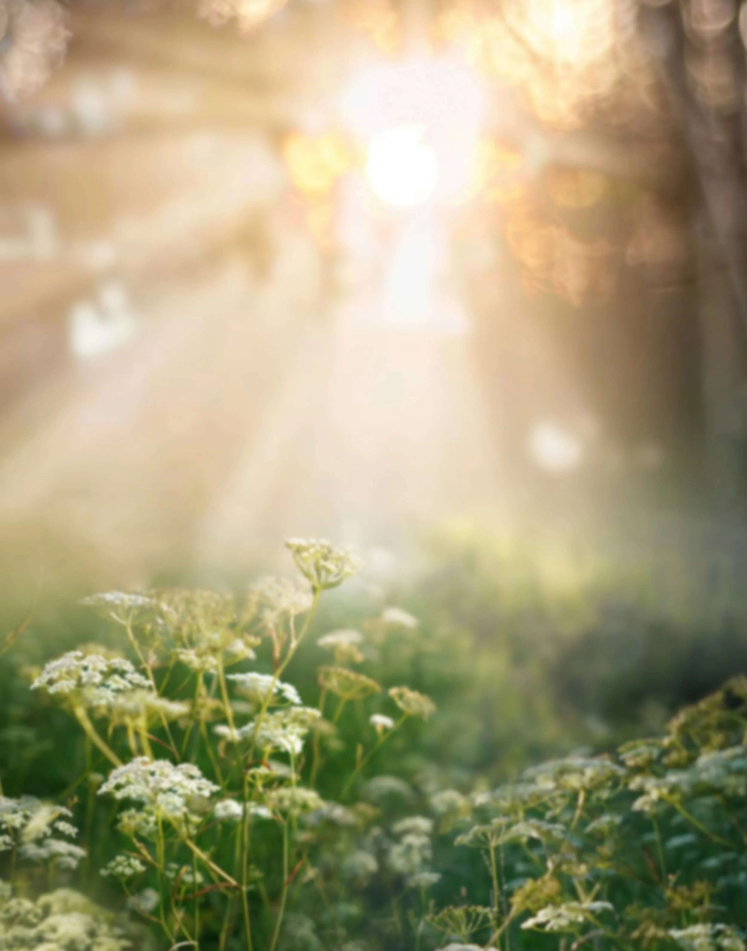 05 Sunlit