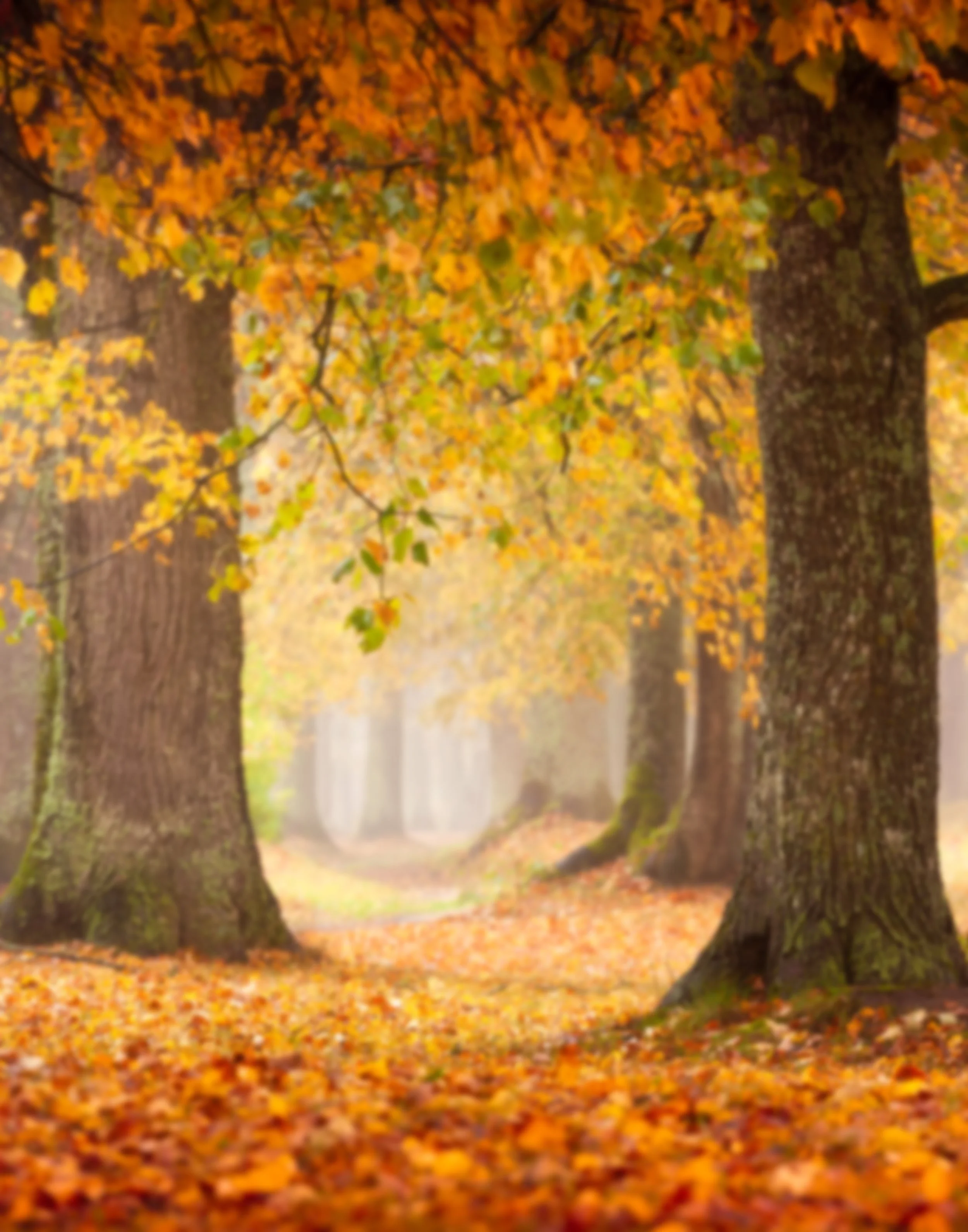 34 Fall Forest