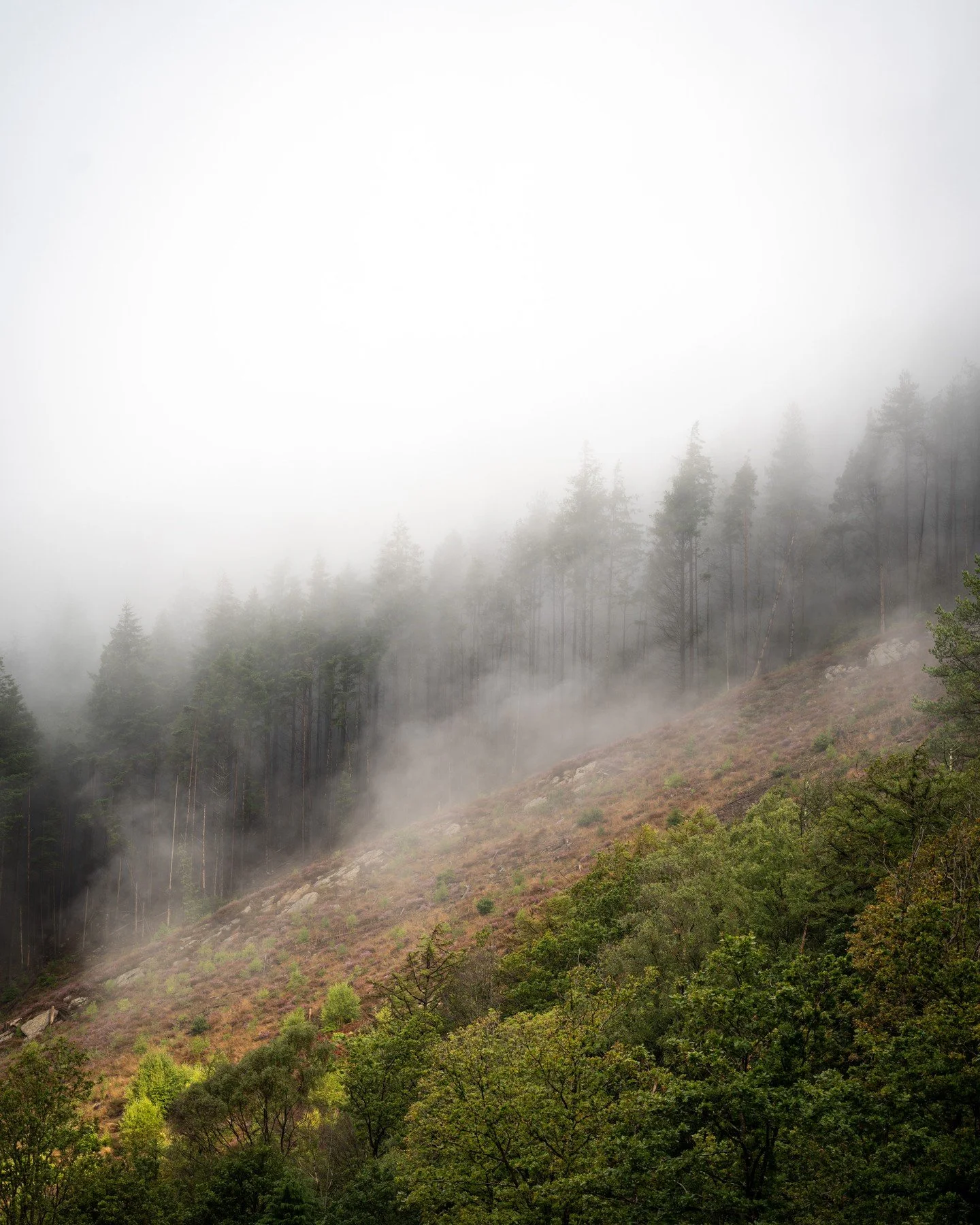 Forest edge in morning mist, near Dolgellau, September 2026.

The boundary between woodland and open ground softens...

#ContemporaryArt #LandscapePhotography #Eryri #Dolgellau #StephenWadcock