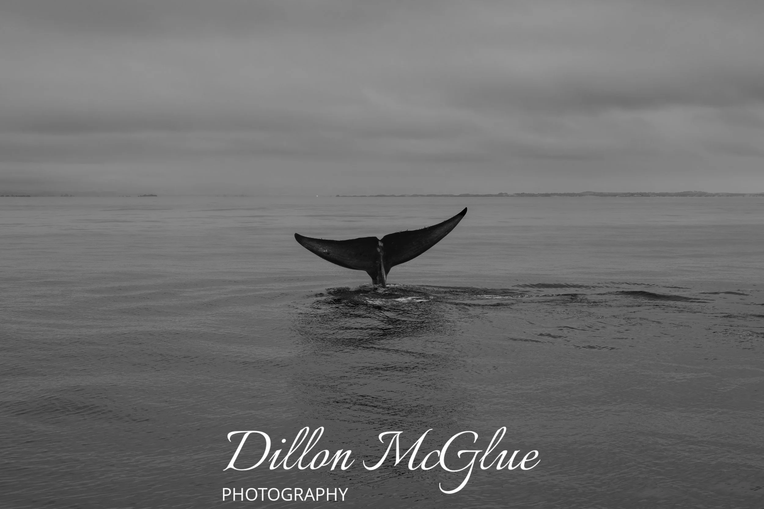 Blue Whale, Monterey Bay CA