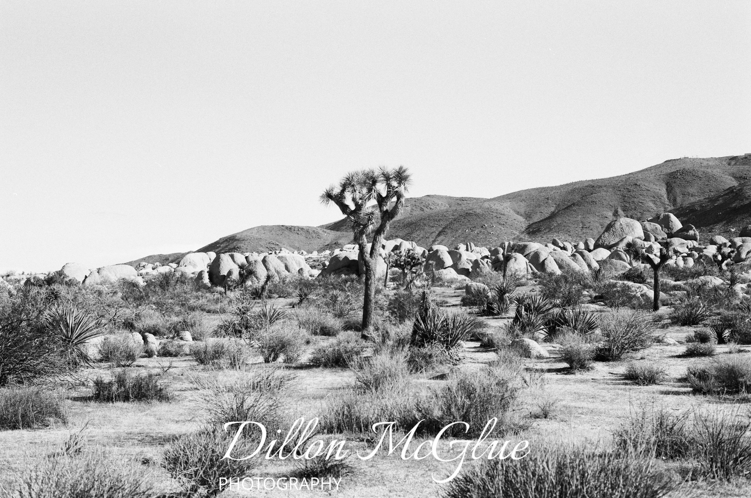 Joshua Tree, California USA