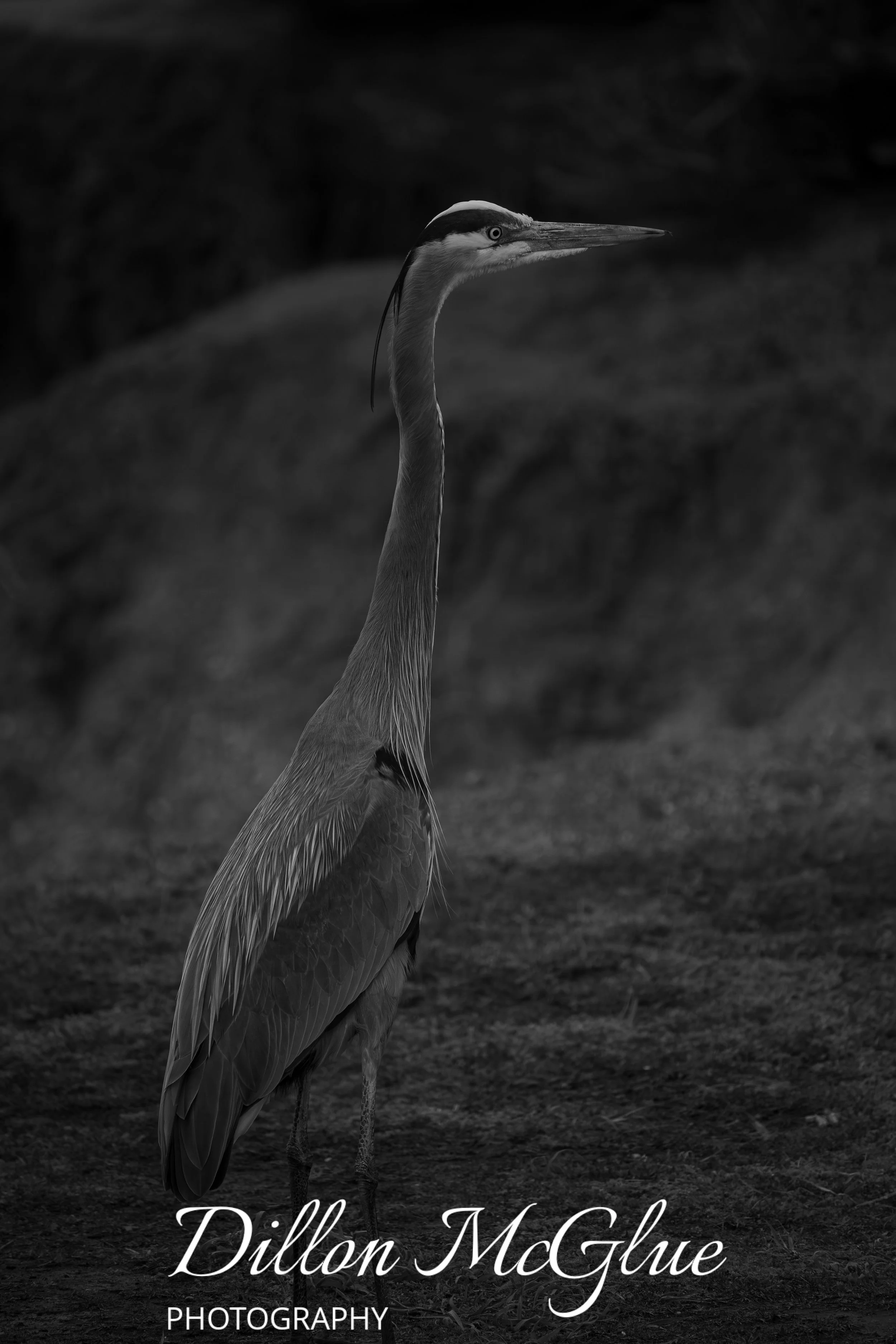 Great Blue Heron, Half Moon Bay, CA