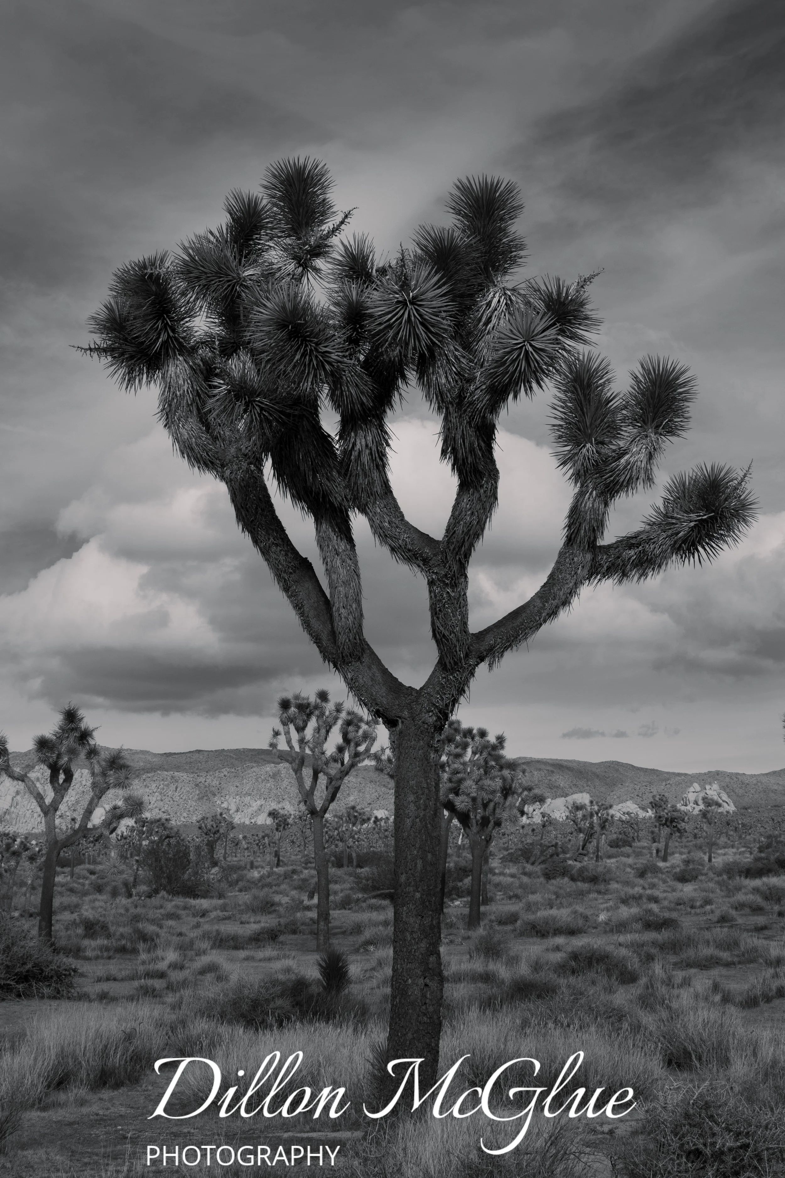 Joshua Tree, California USA