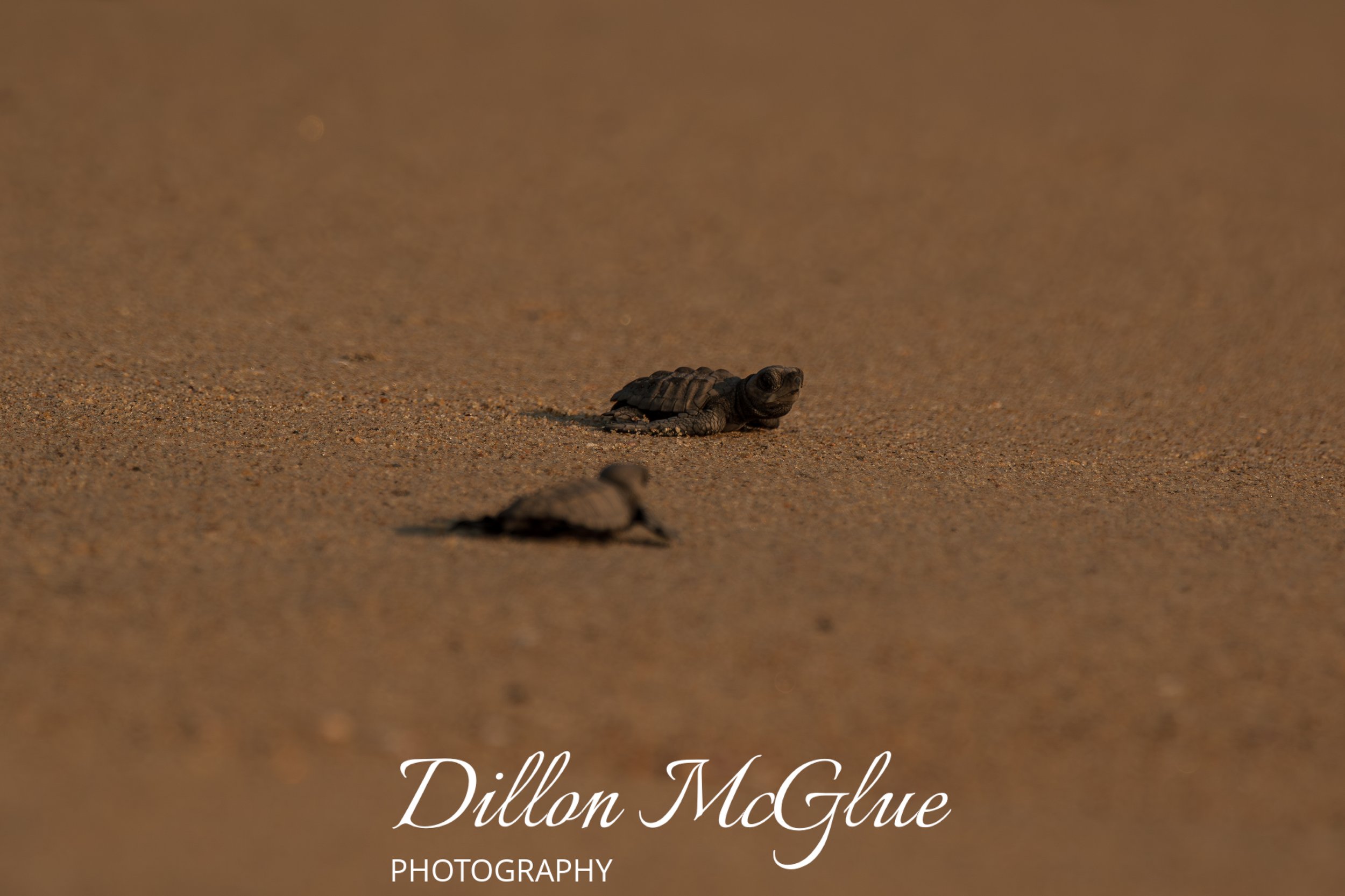 Olive Ridley Sea Turtle 