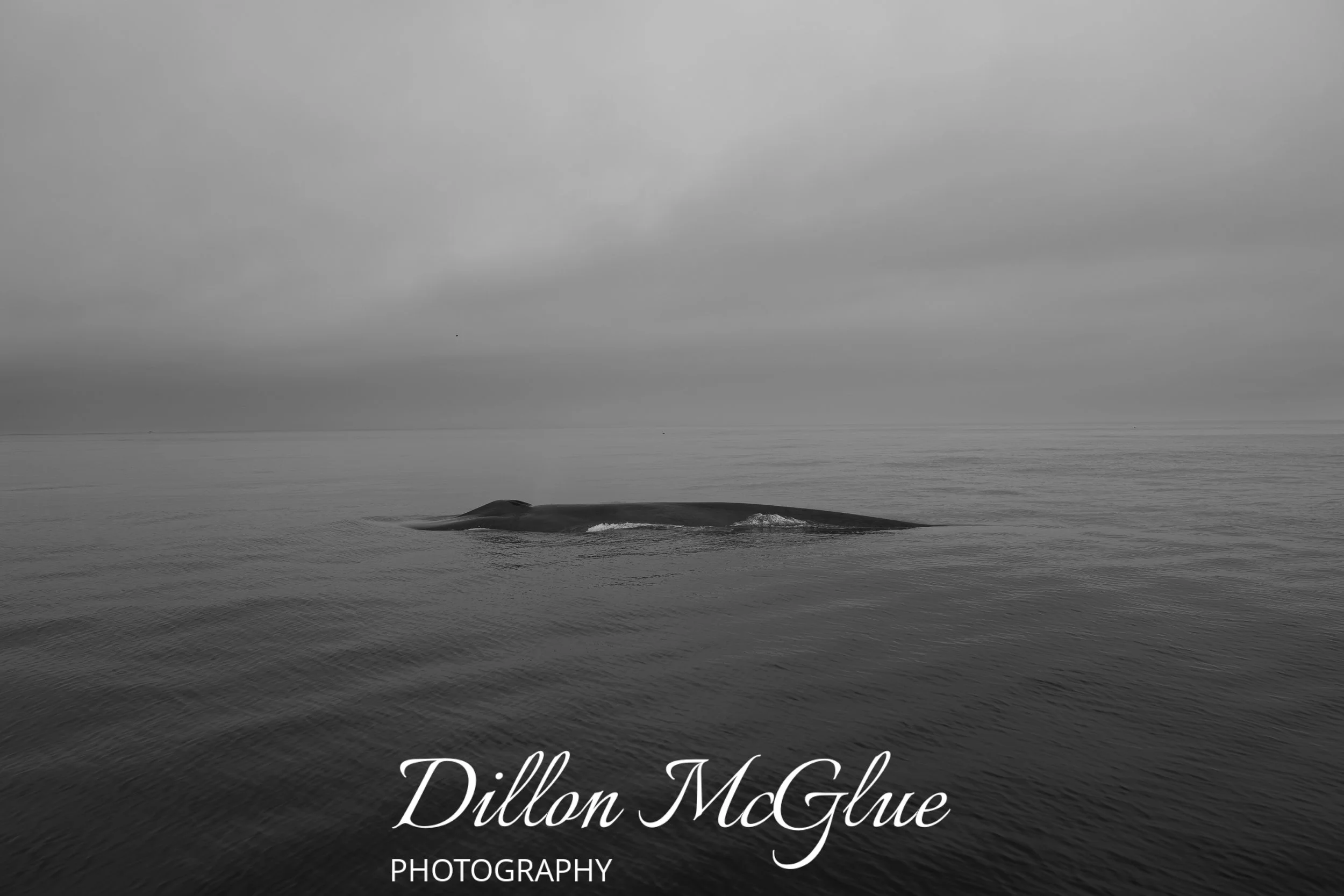 Blue Whale, Monterey Bay CA