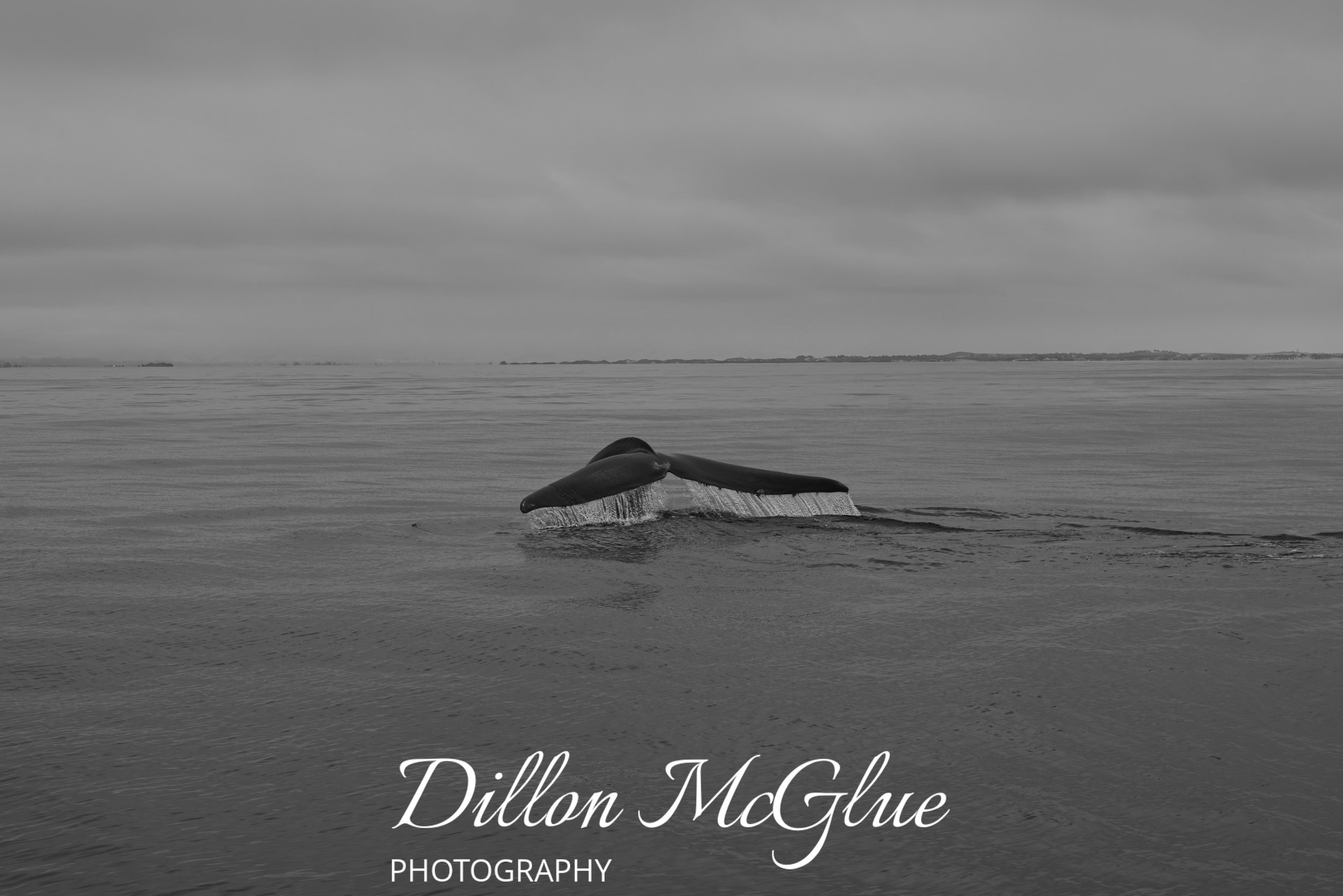 Blue Whale, Monterey Bay CA