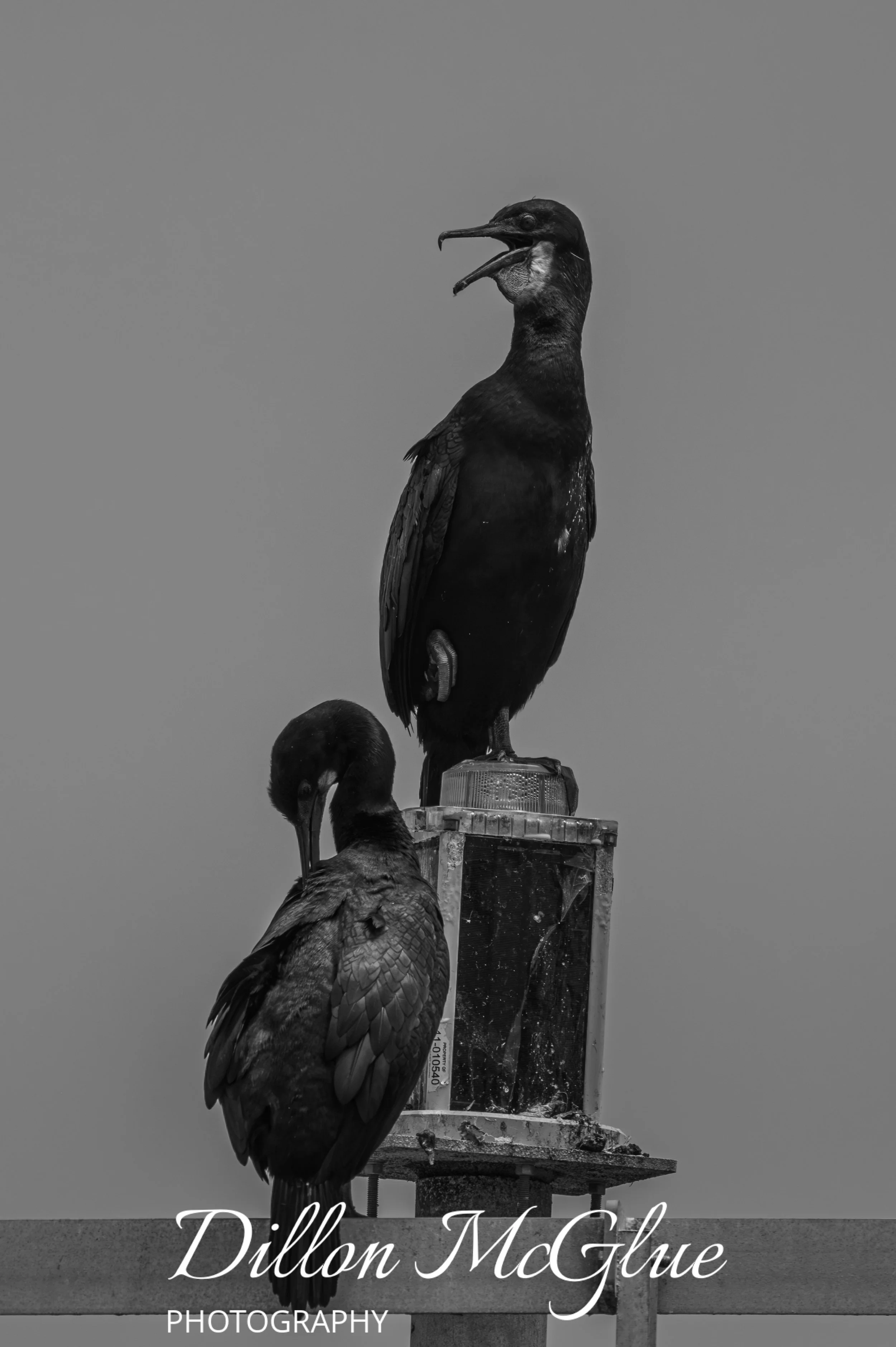 Brandt's Cormorant, Moss Landing USA