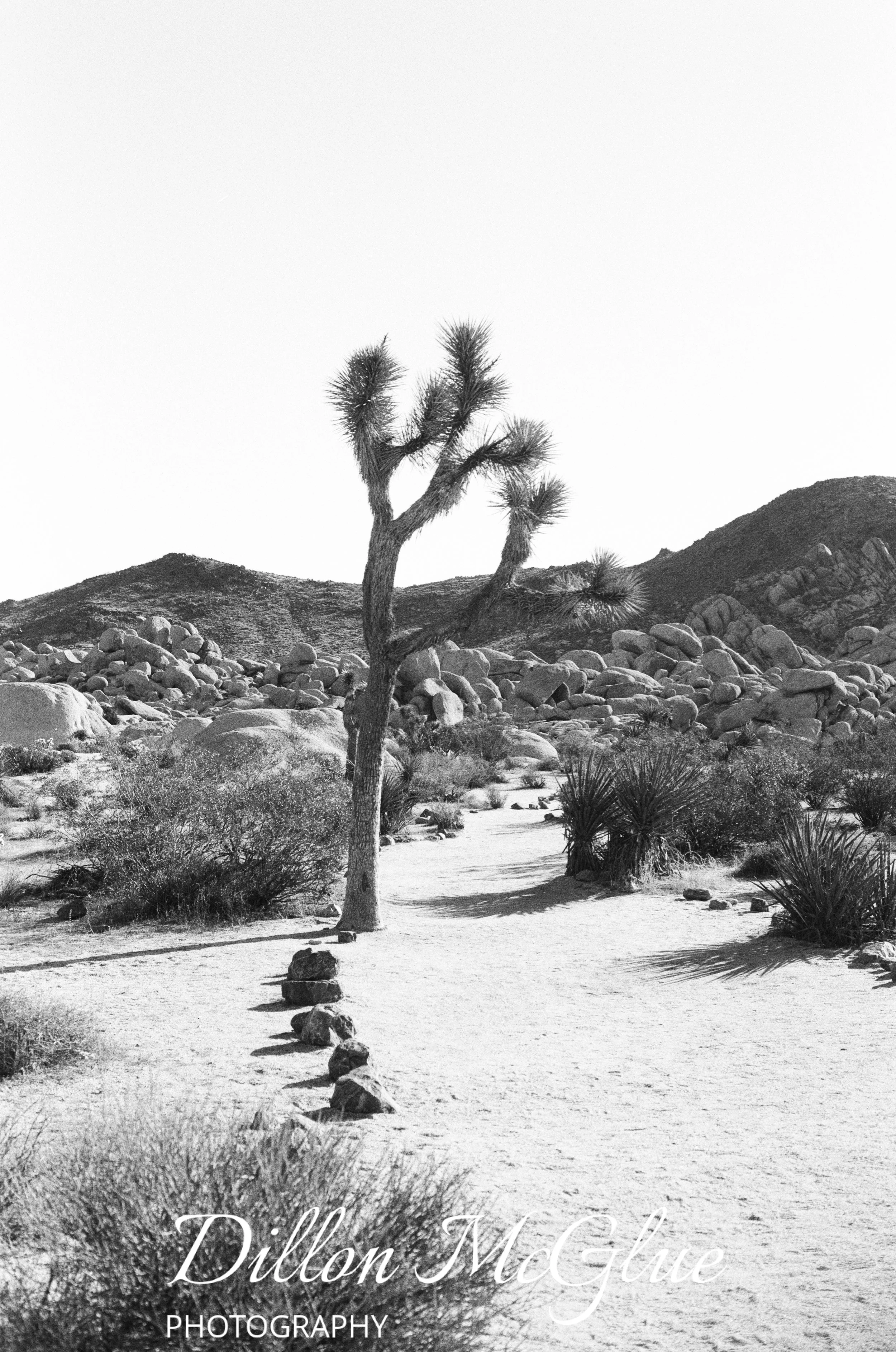 Joshua Tree, California USA