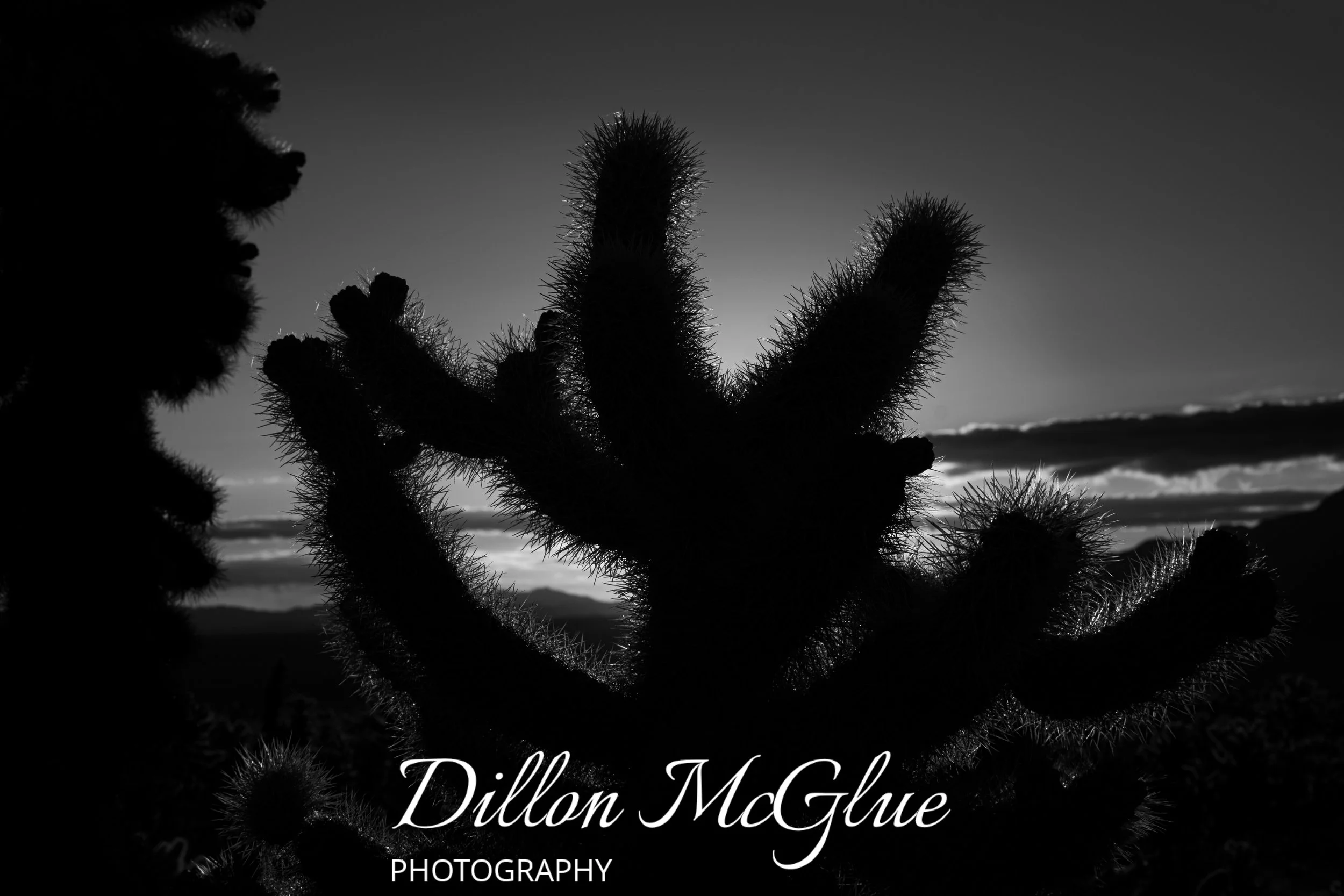 Joshua Tree, California USA