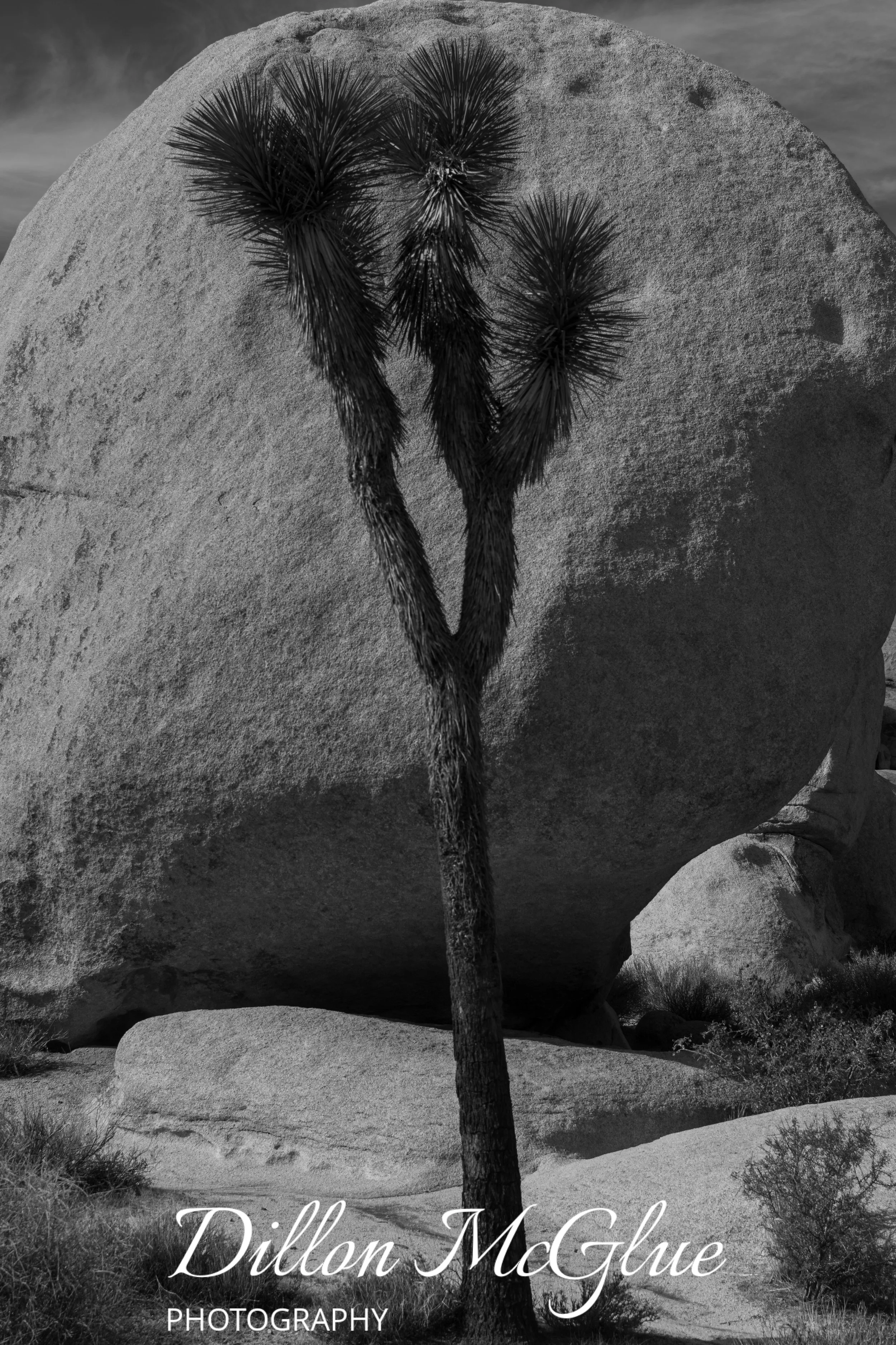 Joshua Tree, California USA