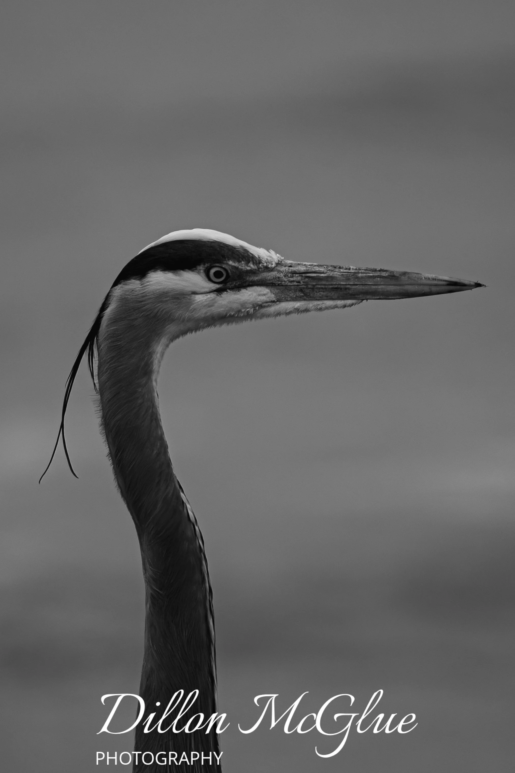 Great Blue Heron, Half Moon Bay, CA