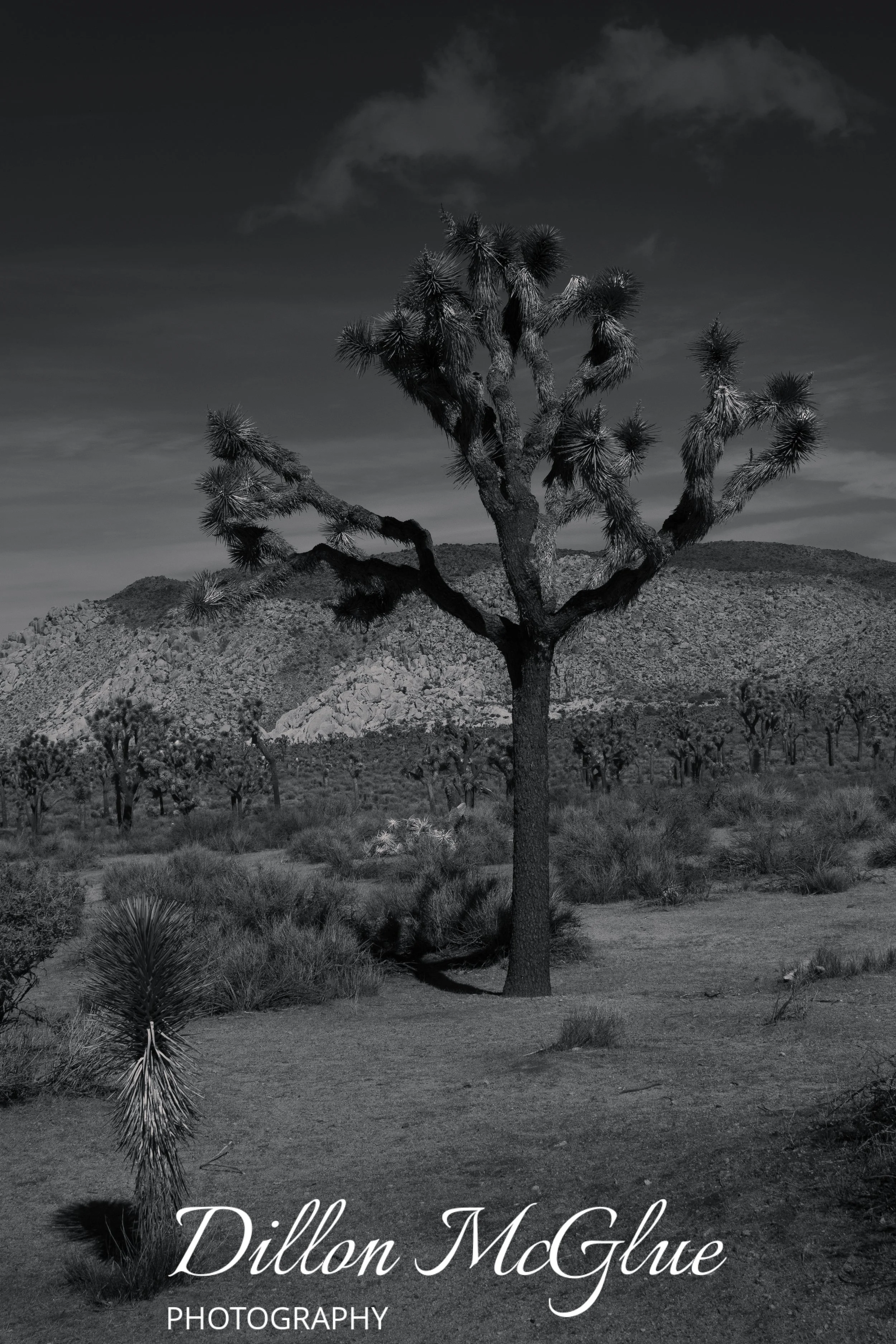 Joshua Tree, California USA