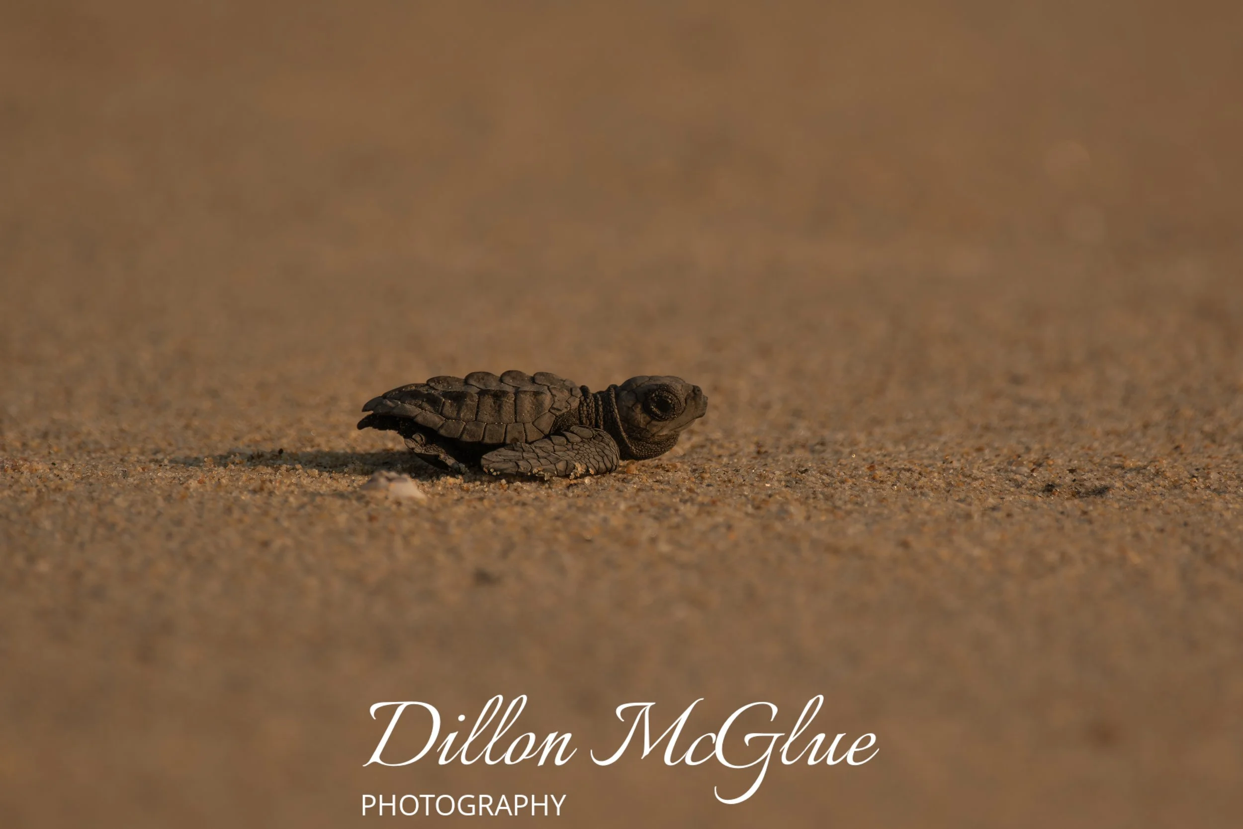 Olive Ridley Sea Turtle 
