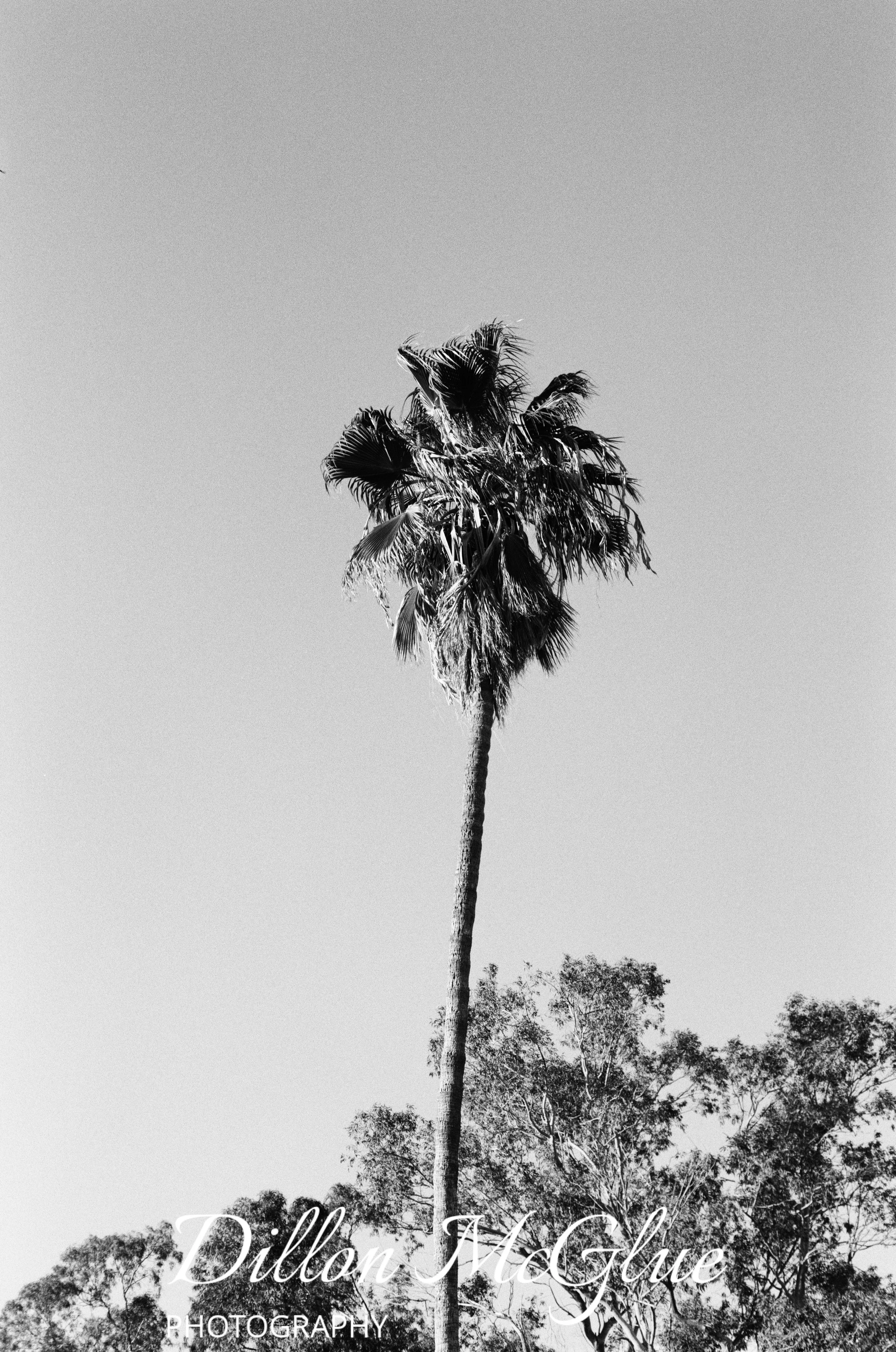 Joshua Tree, California USA