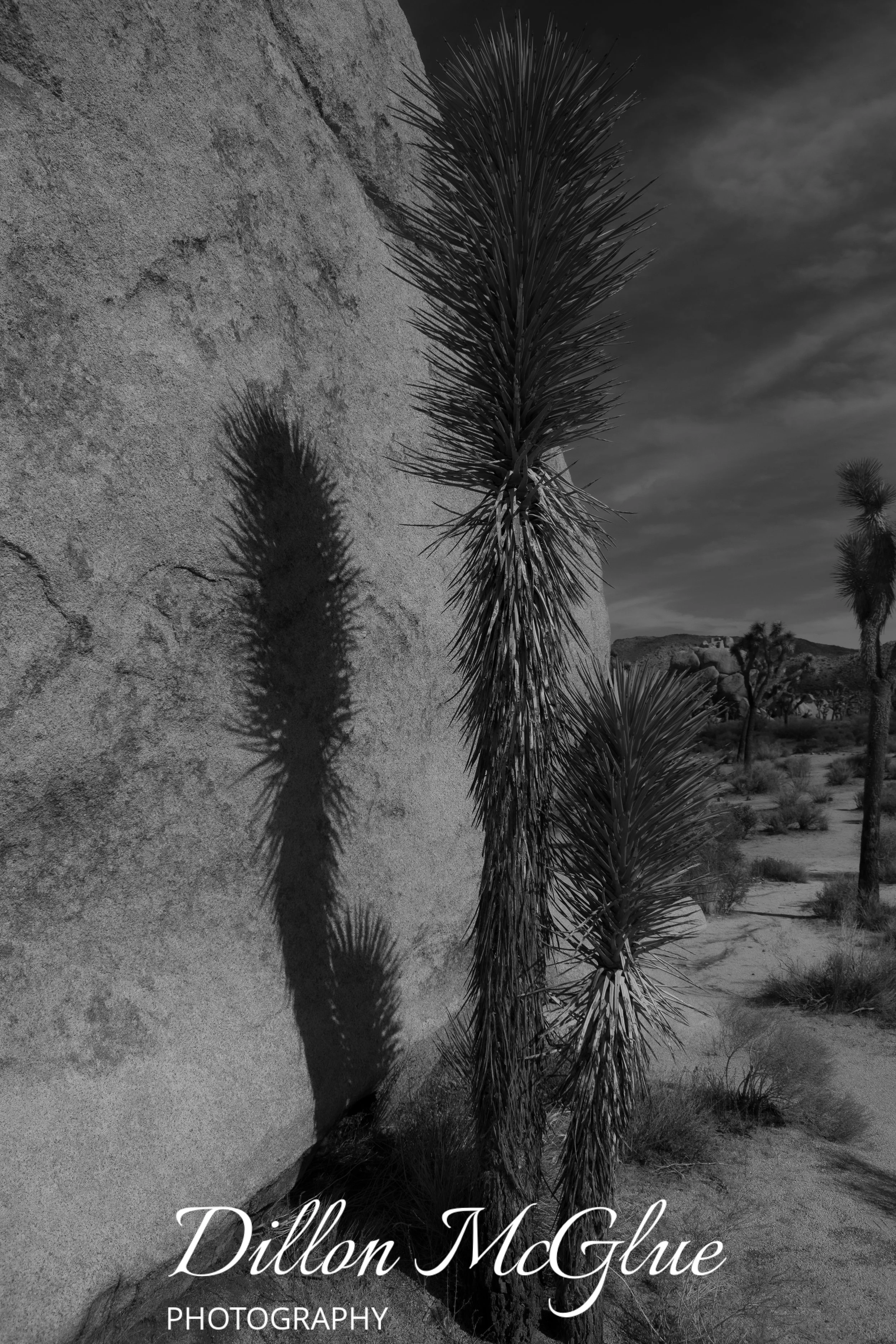 Joshua Tree, California USA