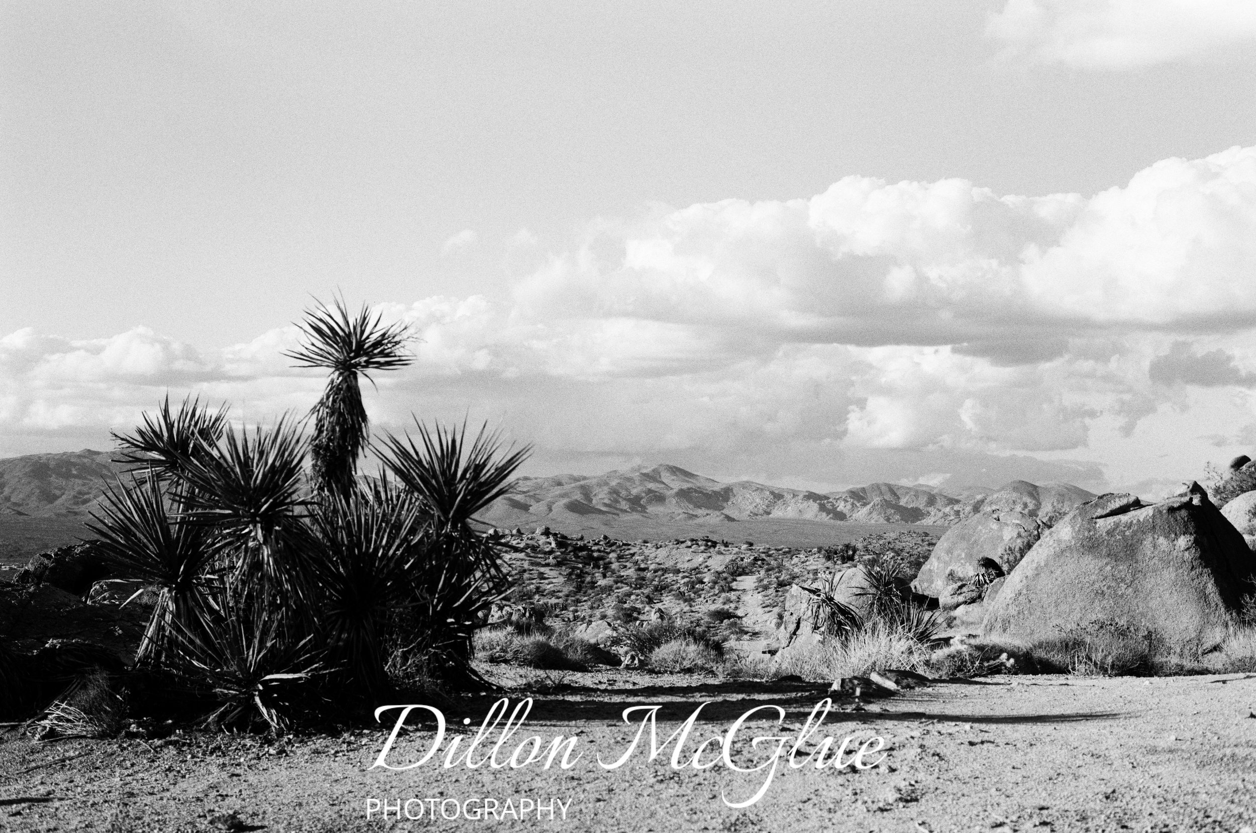 Joshua Tree, California USA