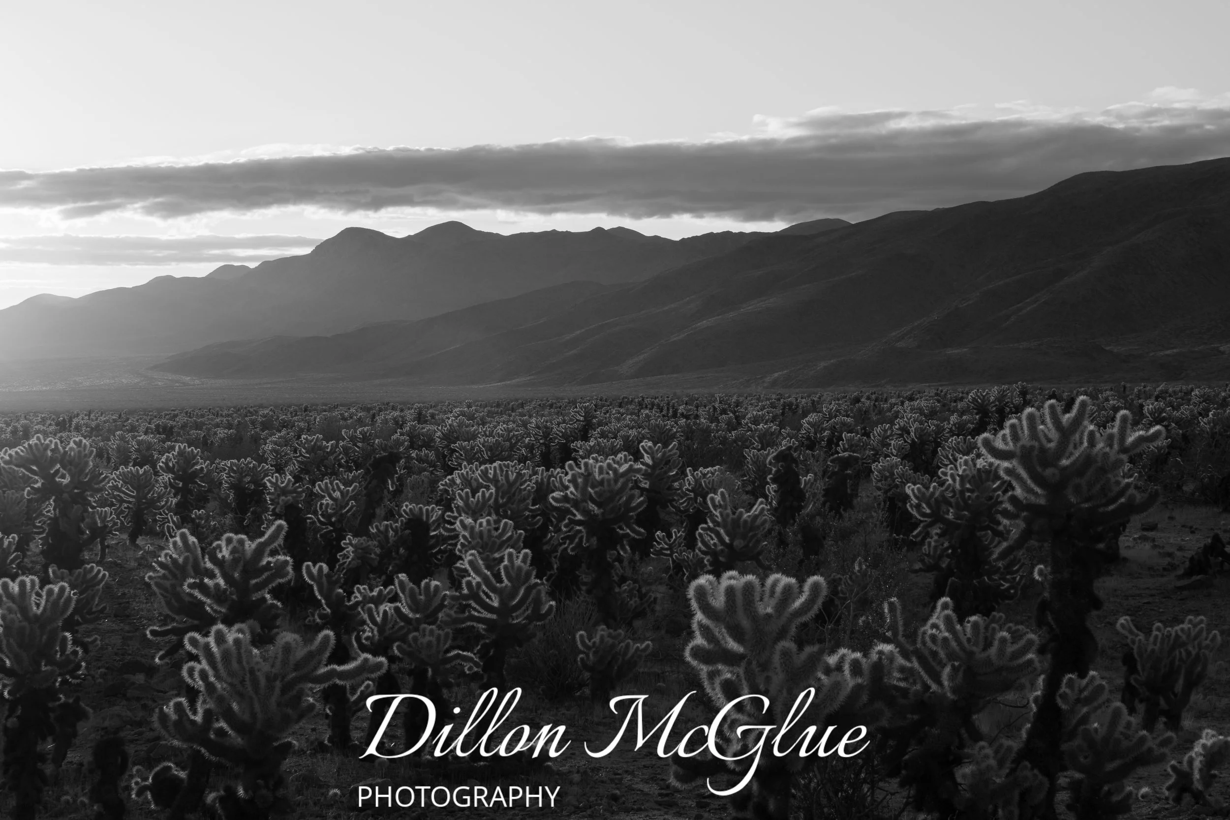 Joshua Tree, California USA