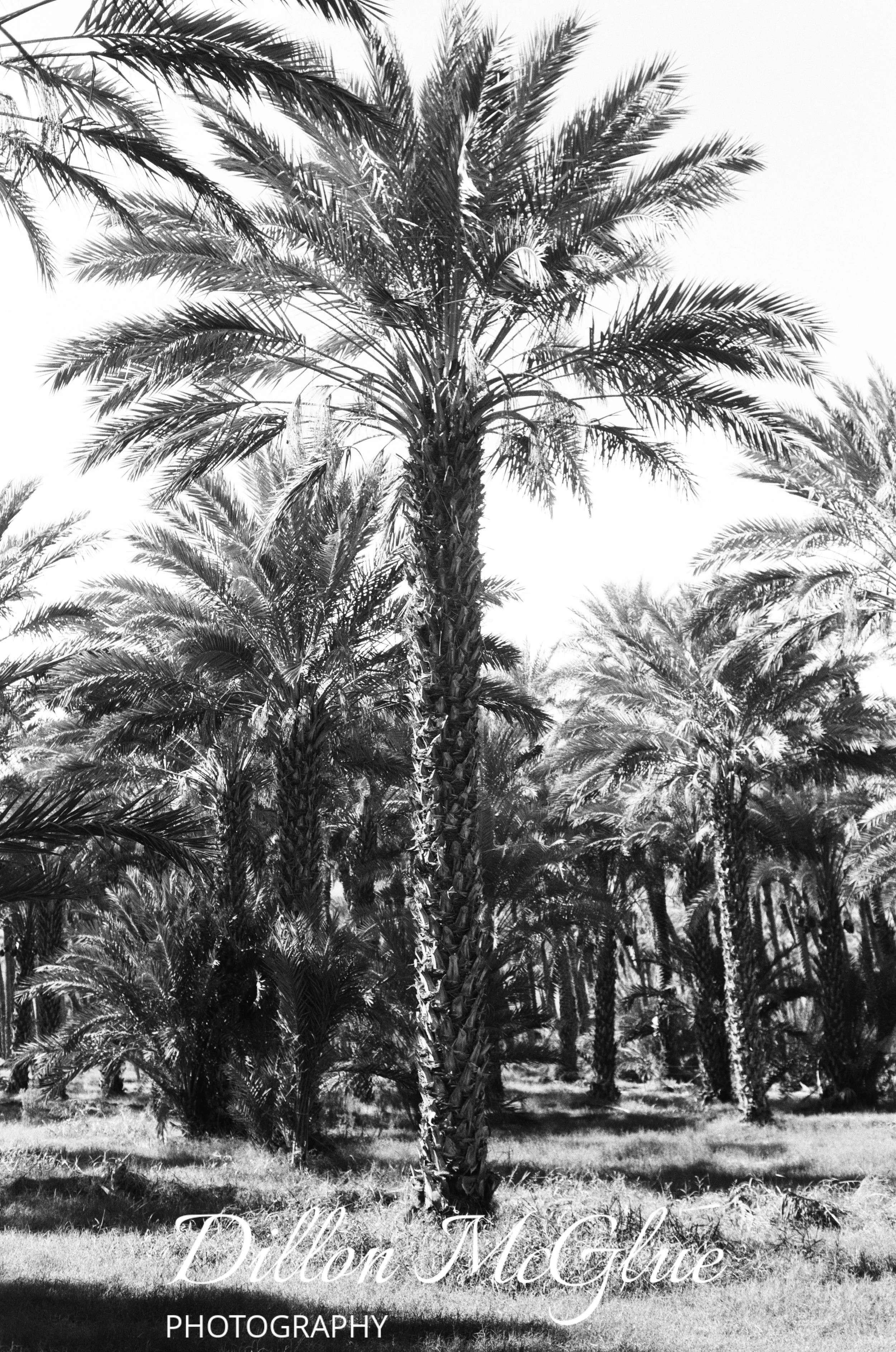 Joshua Tree, California USA