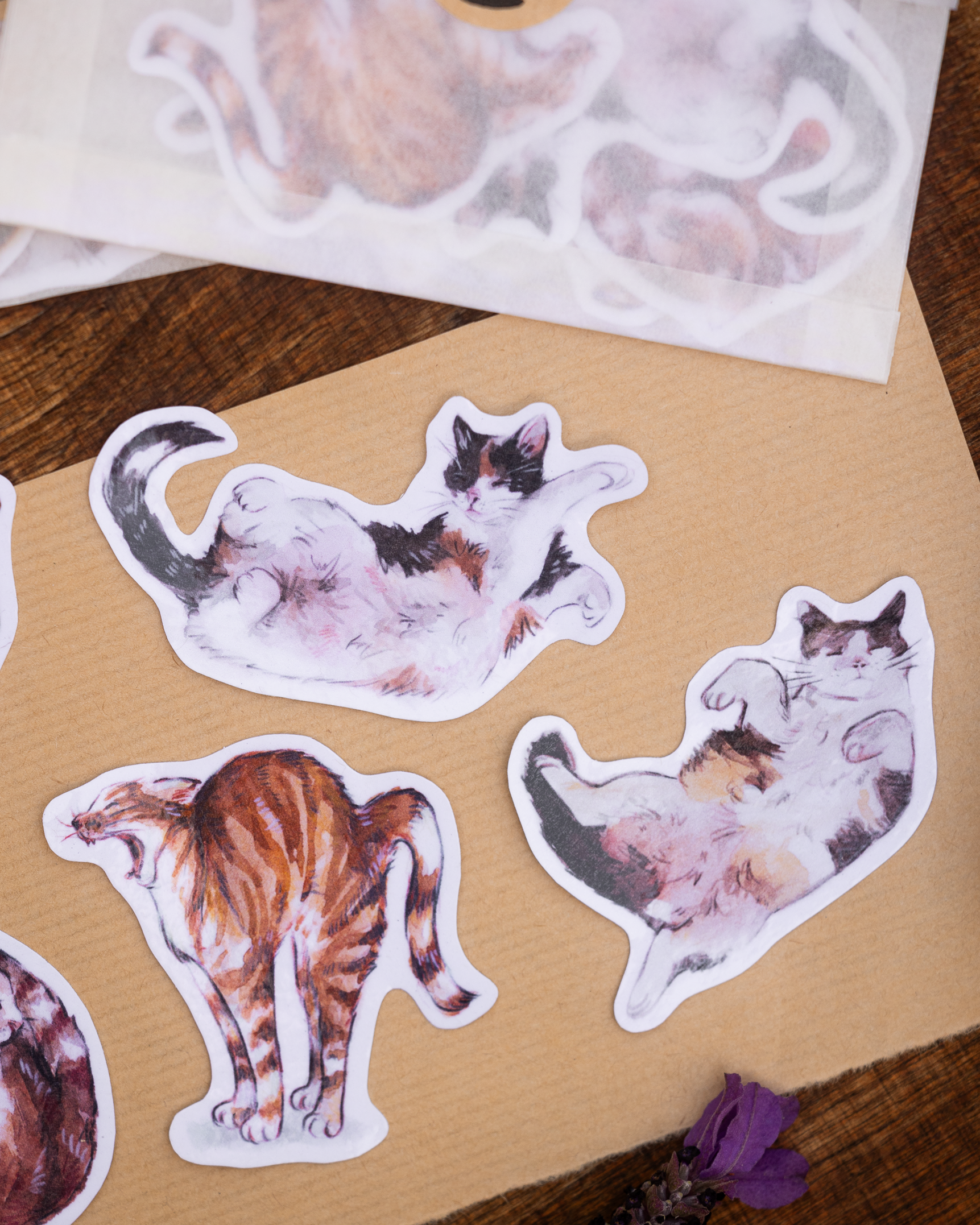 pilze&katzen-produktfotos-6.png