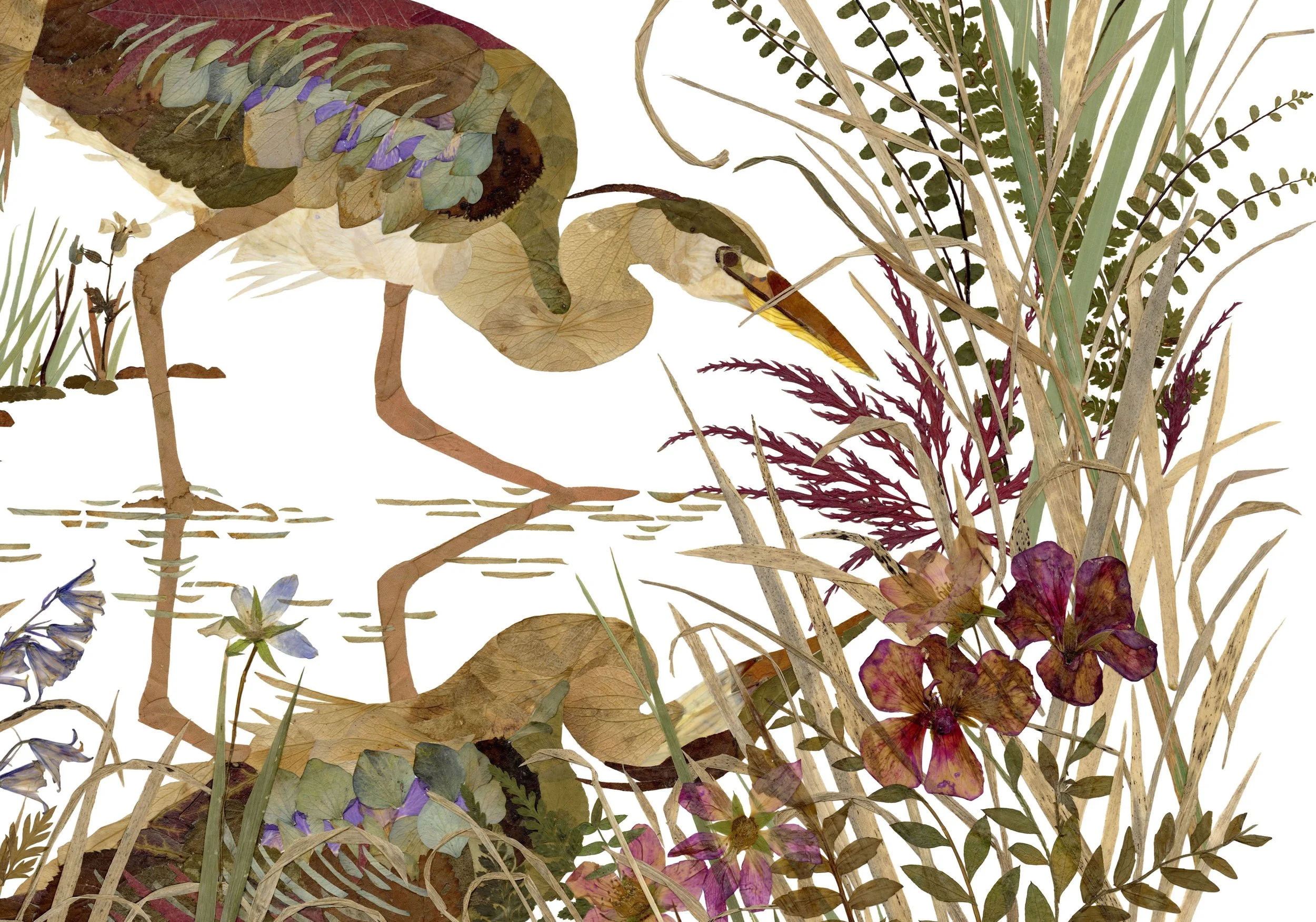 Herons close up 2.jpg