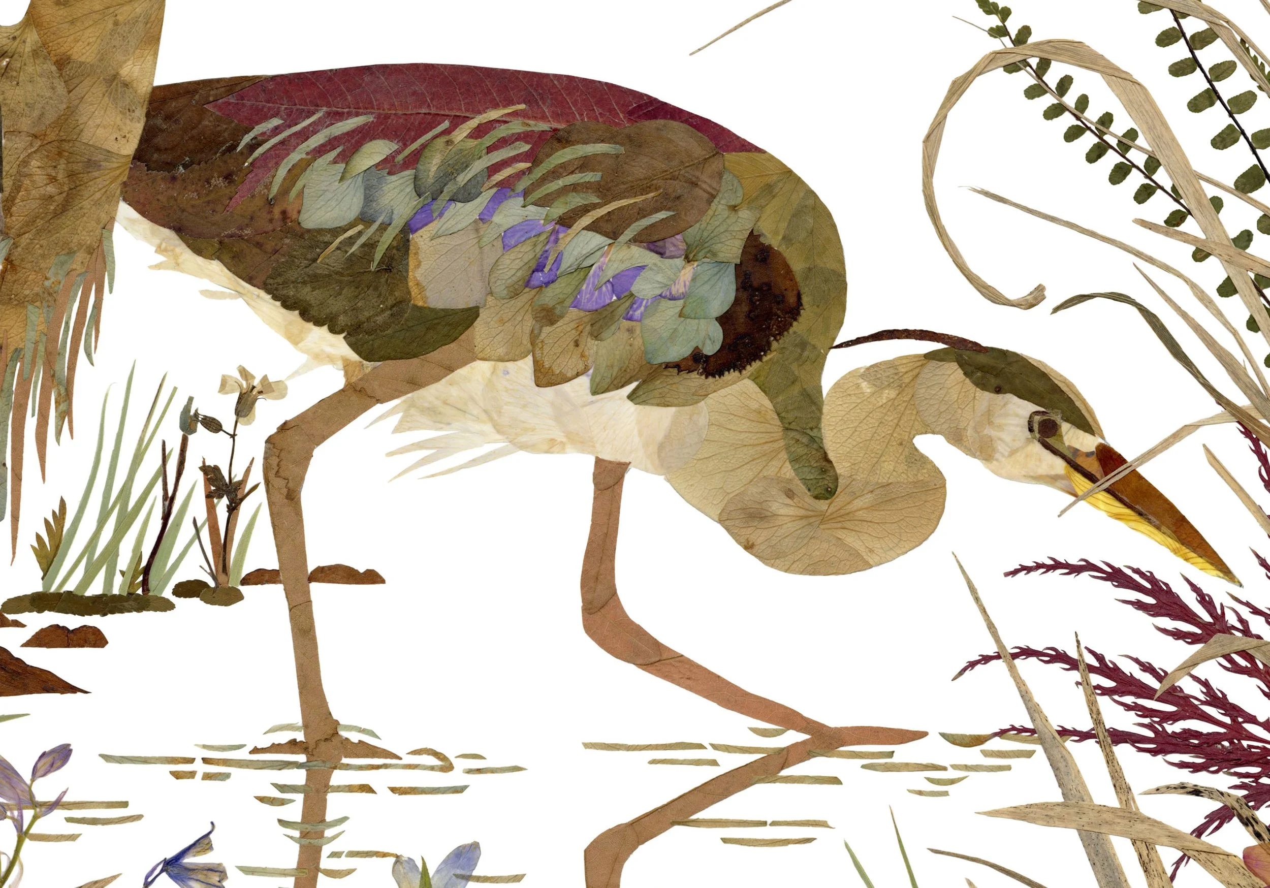 Herons close up 4.jpg