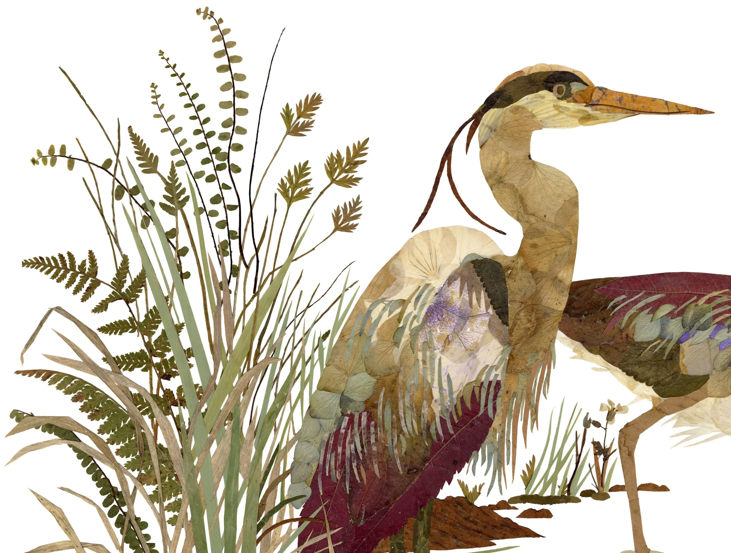 Herons close up 1.jpg