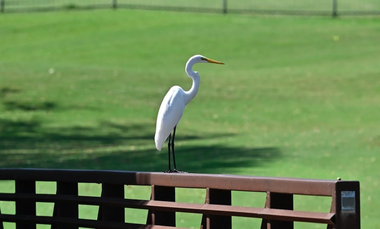 _DSC6874.jpeg