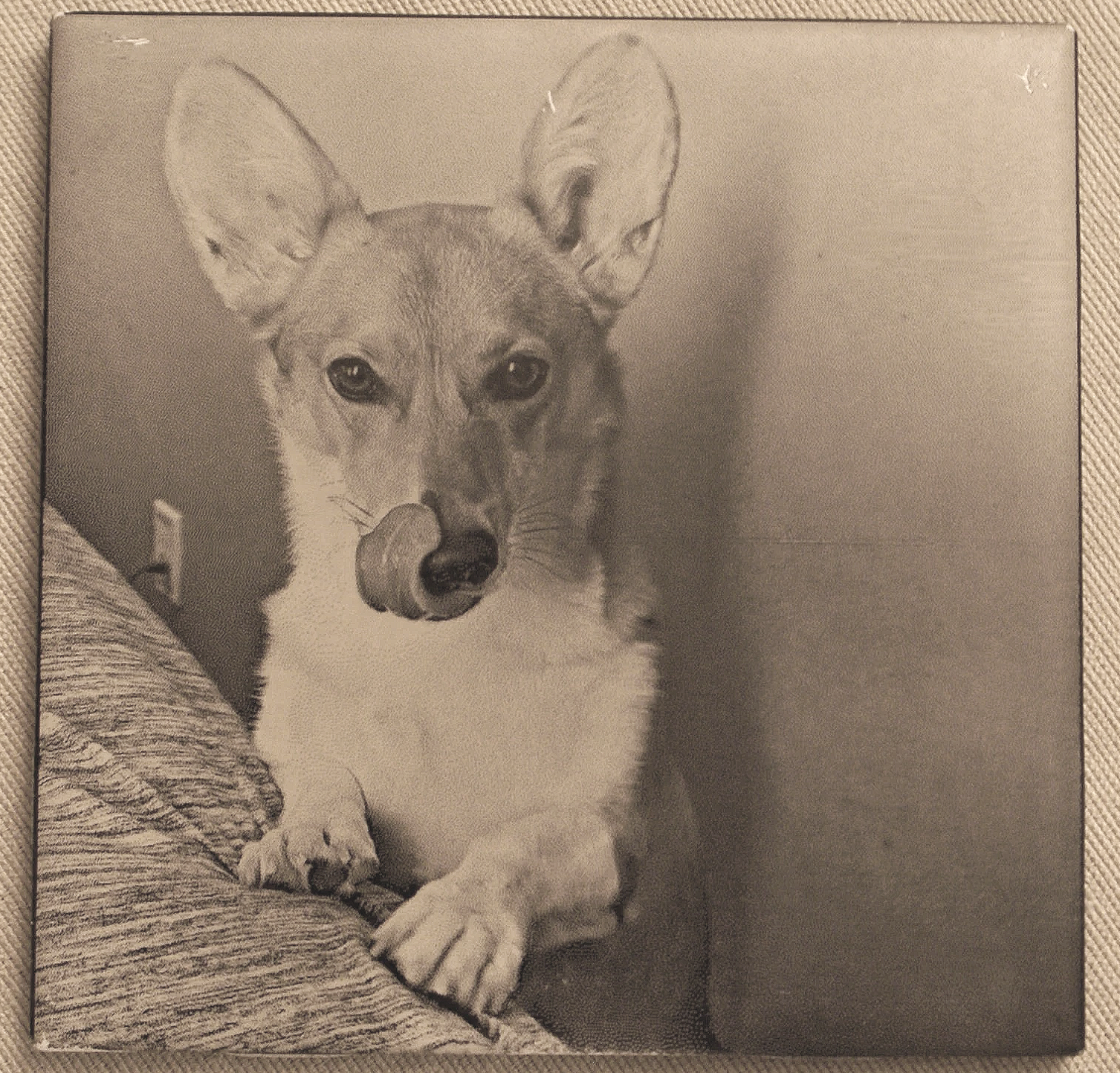 Black and white photograph of a dog, possibly a corgi, resting its front paws on a textured surface, with its tongue slightly out and ears perked up.