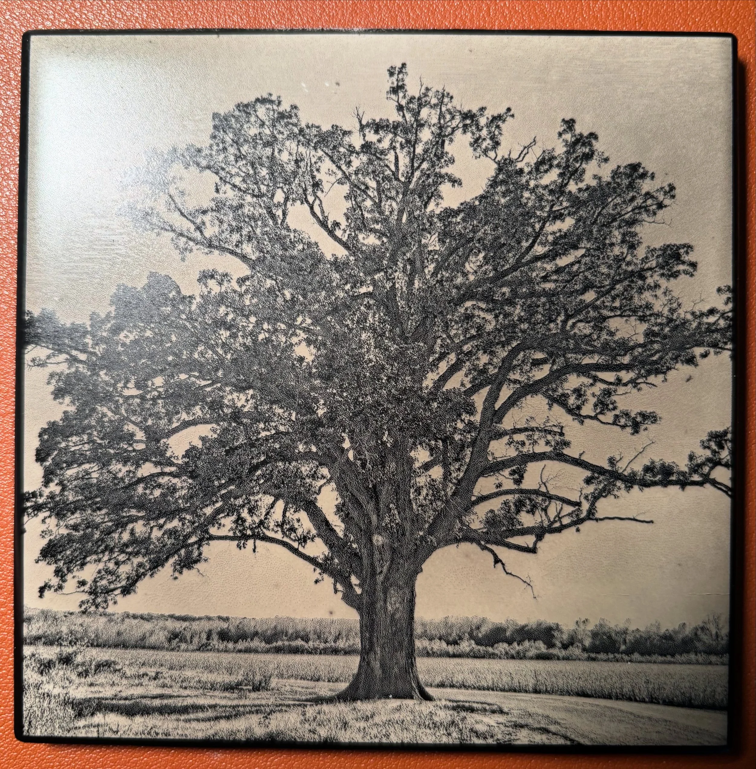 Black and white drawing of a large tree with many branches in a field
