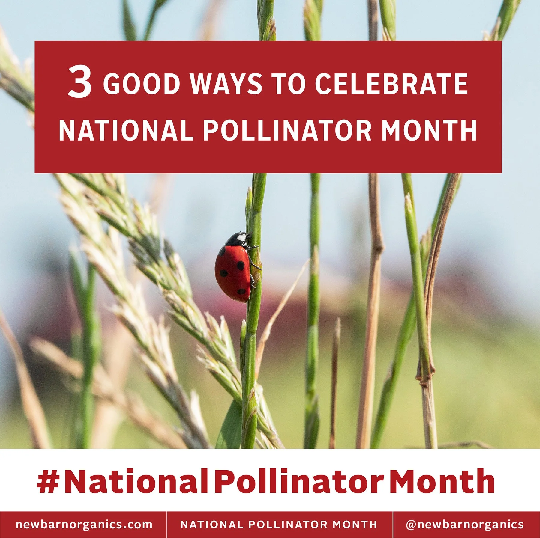 pollinator_month_2023_1_1800px.jpg
