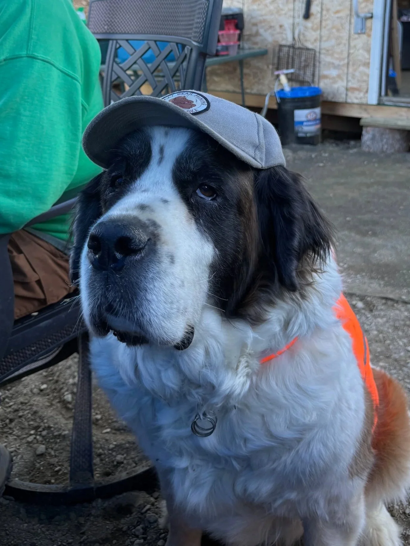       
  
    This is Remington our mine dog. Interesting story about her, during the filming of the Gold Rush Mine Rescue show about our mine, they must have taken hours of footage of Remington. I could not believe that all through the show she is n