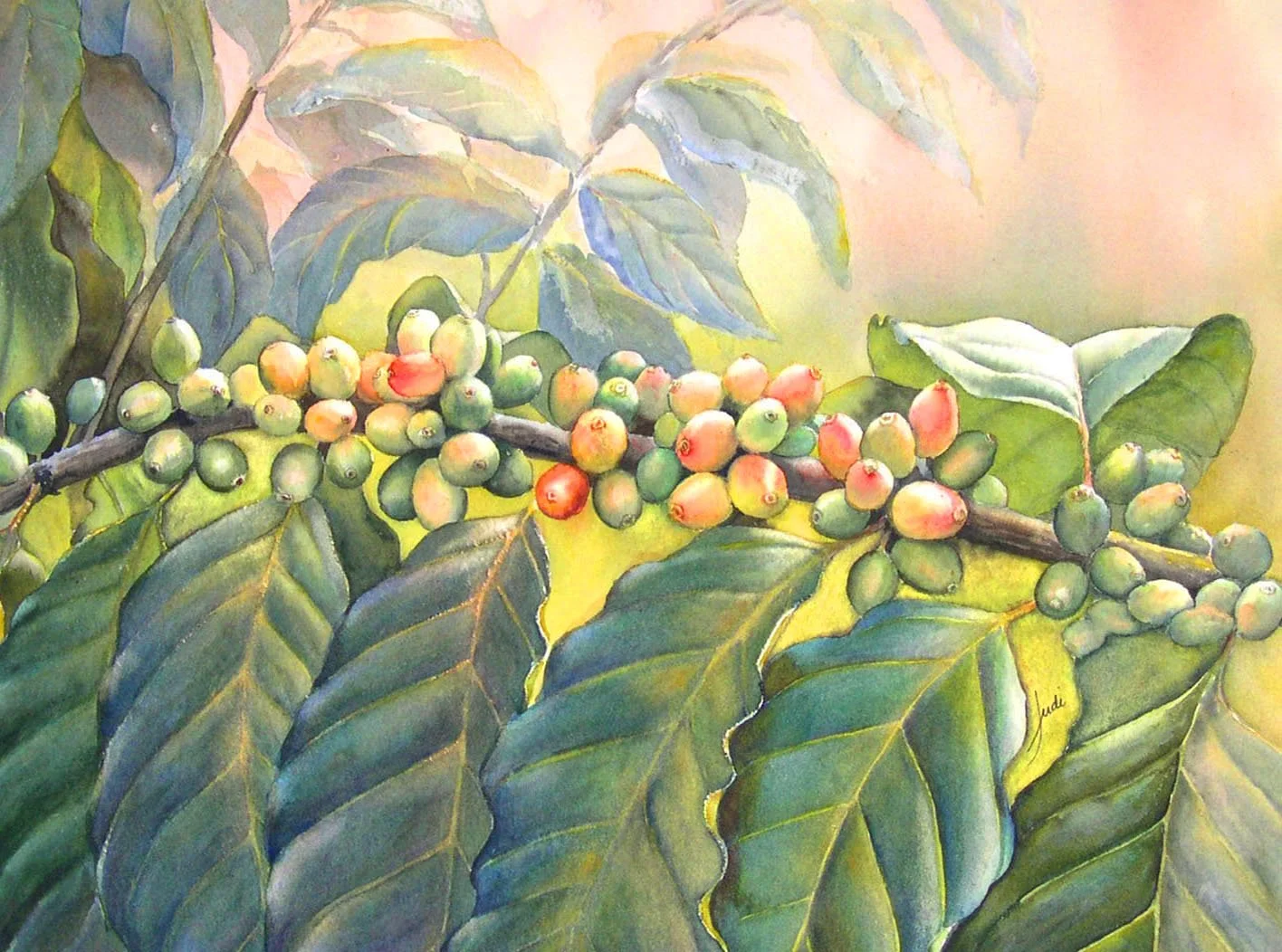 Ripening Coffee Beans [2007].jpg