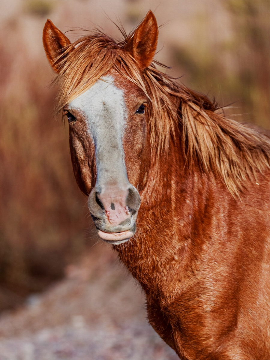 WildHorsesAZ-2025-03-#161C-EOL-BLANK-ImageMockup.png