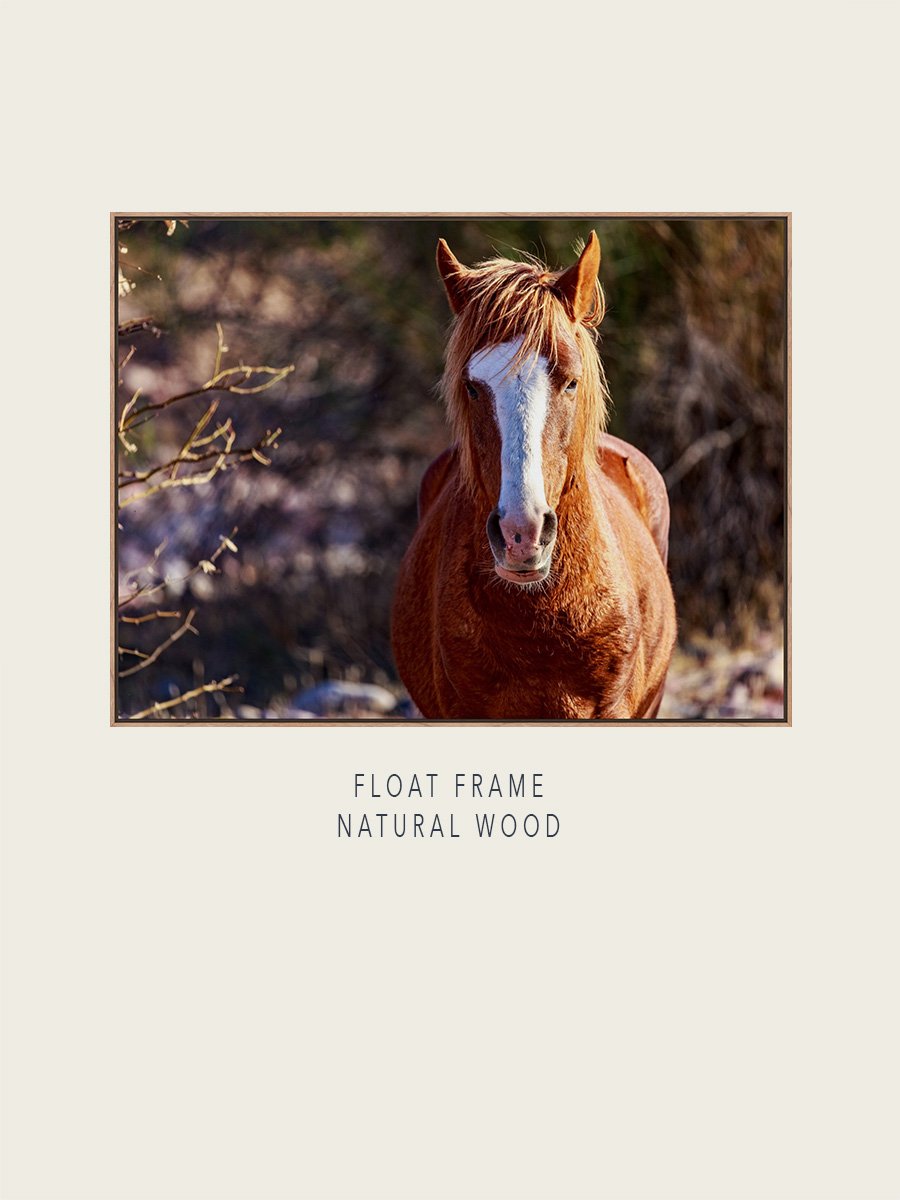WildHorsesAZ-2025-03-#116-EOL-Float-NaturalWood-ImageMockup.jpg